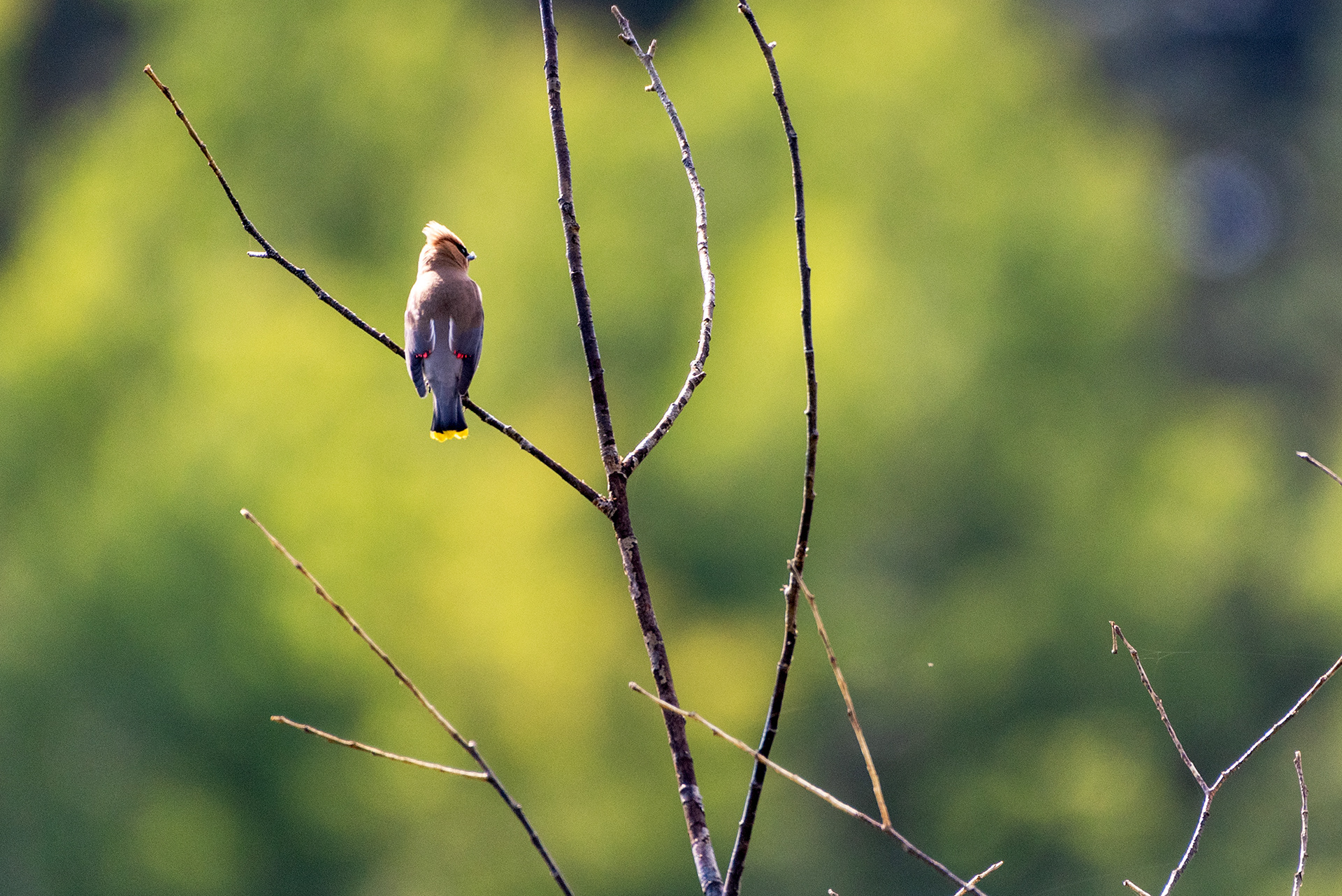 Cedar Waxwing (interesting highlight coloring)