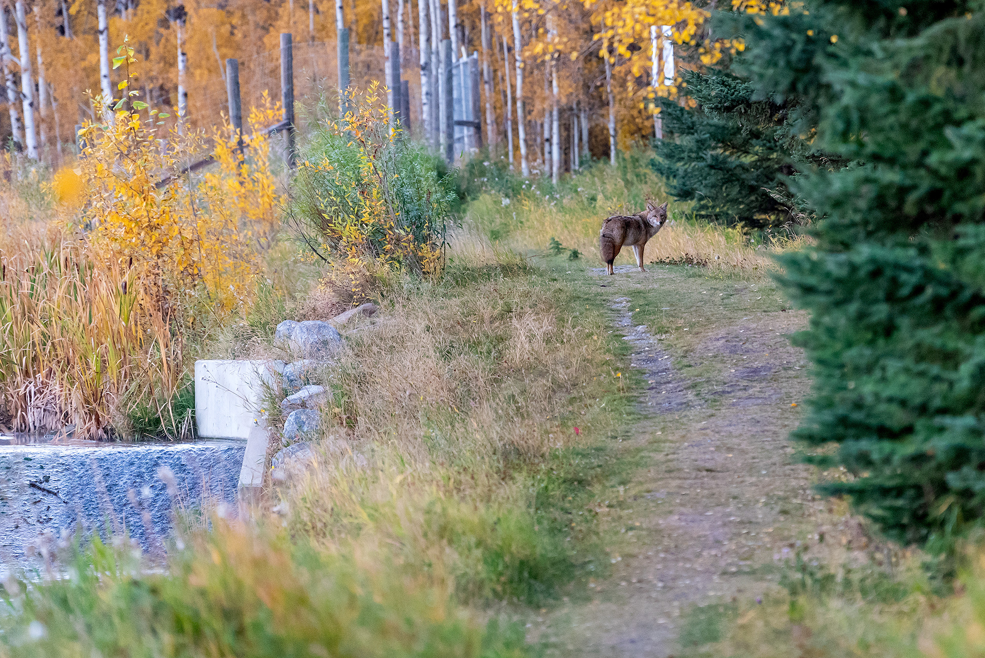 Coyote on a footpath, at sunup, at the Marshall Springs ponds in Fish Creek Provincial Park