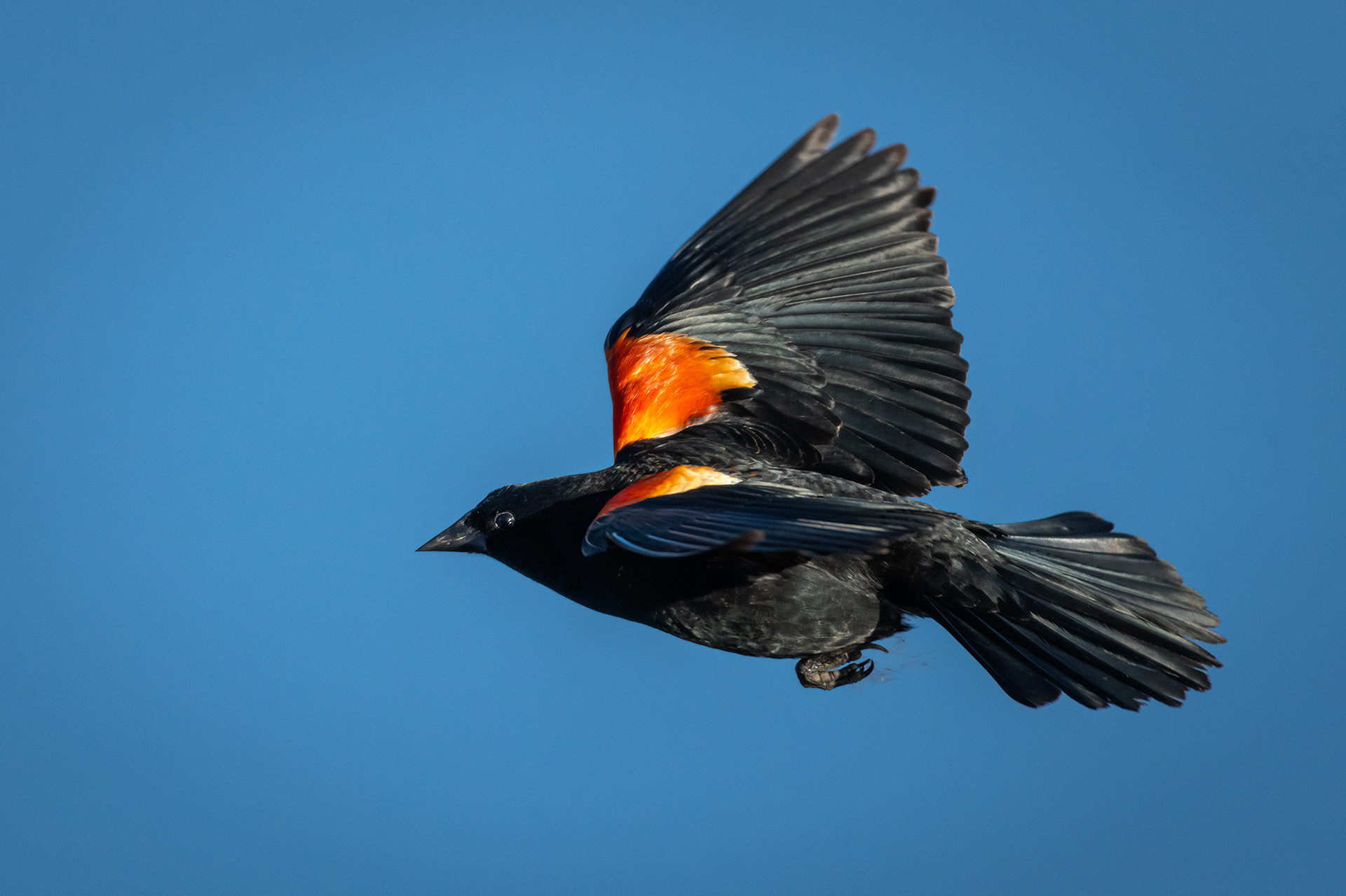 Red-winged Blackbird (male) in flight, Marshall Springs, Fish Creek Provincial Park, Calgary, AB
