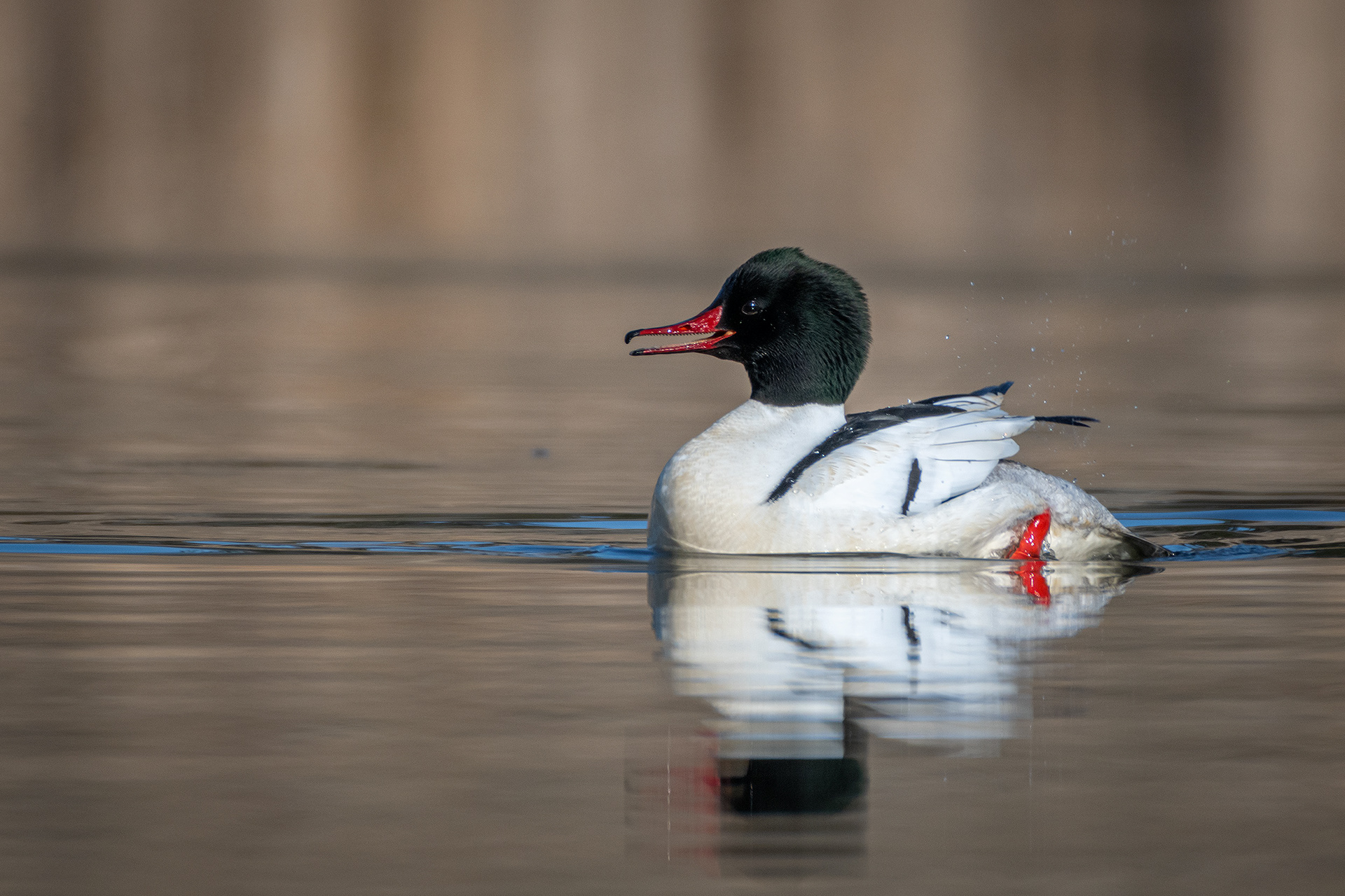 Common Merganser (male), Marshall Springs, Fish Creek Provincial Park, Calgary, AB