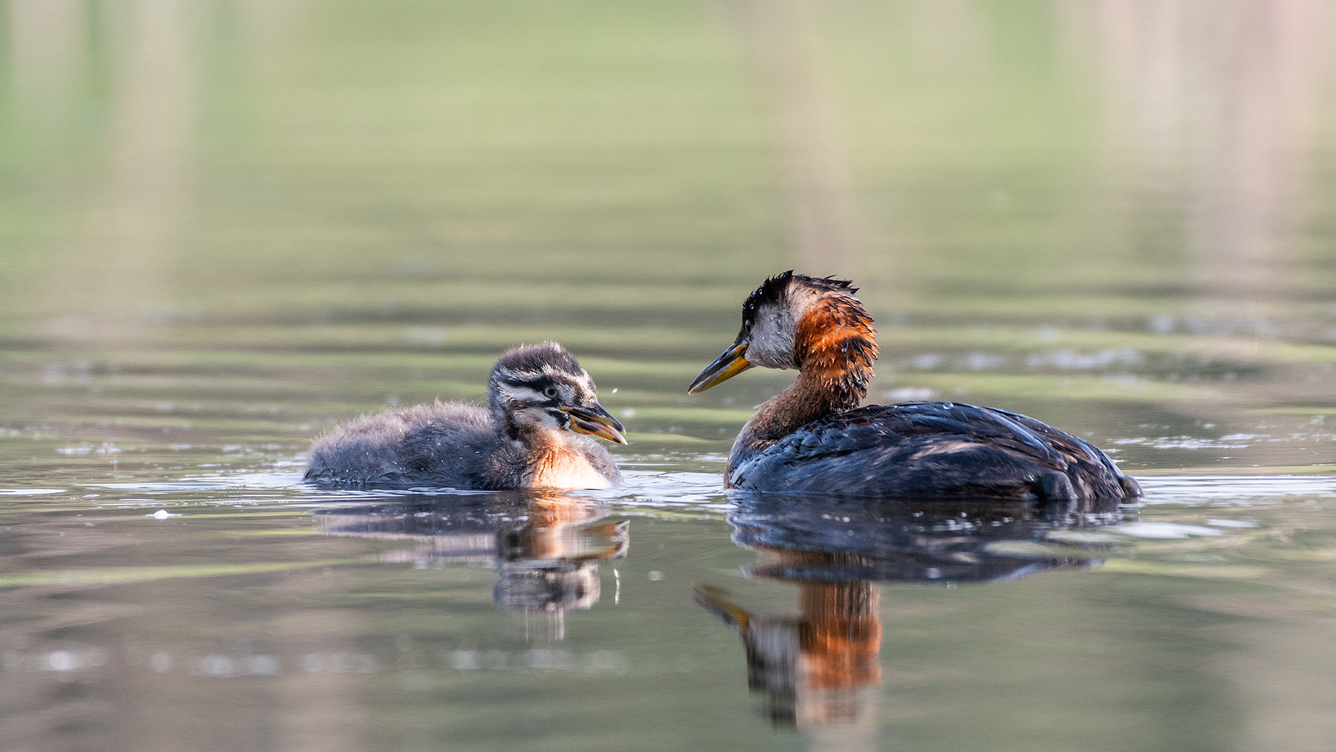 Red-necked Grebes (one female, one immature), Marshall Springs - Fish Creek Prov. Park, Calgary, AB