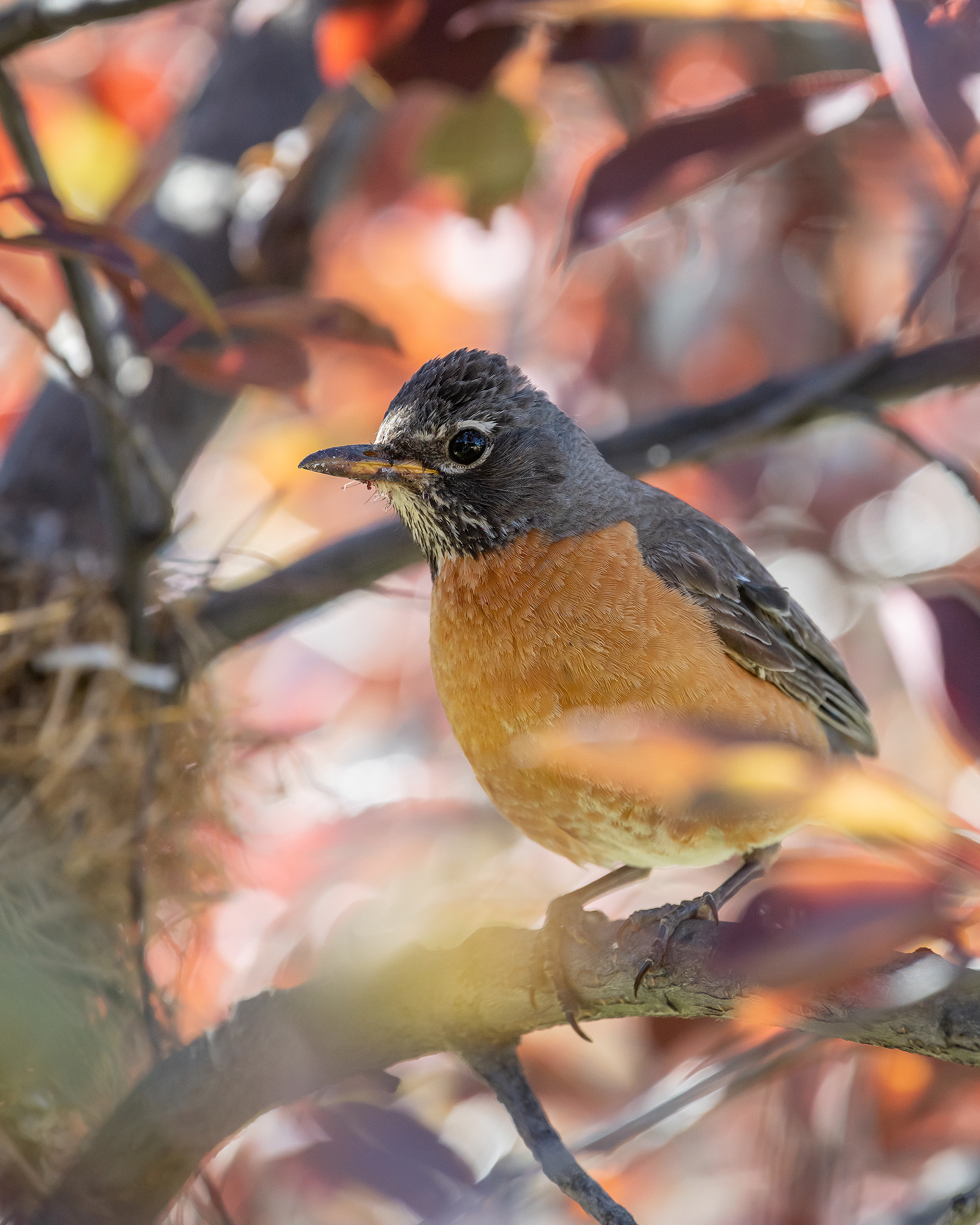American Robin (female), Bridlewood, Calgary, AB