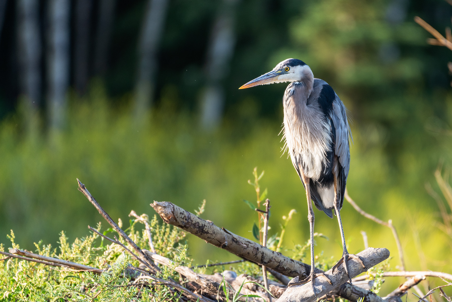 Great Blue Heron