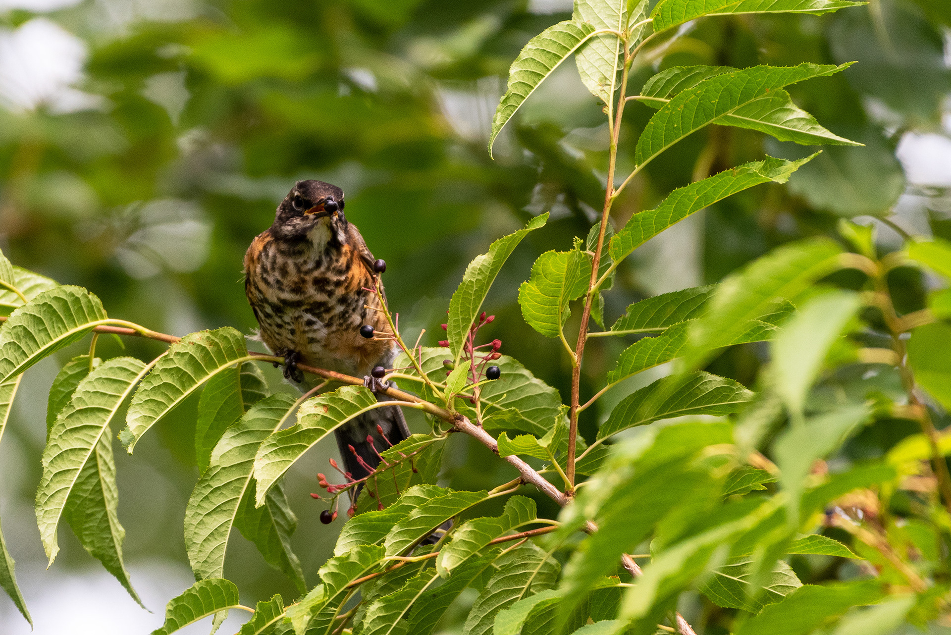 Young American Robin with a berry in its bill