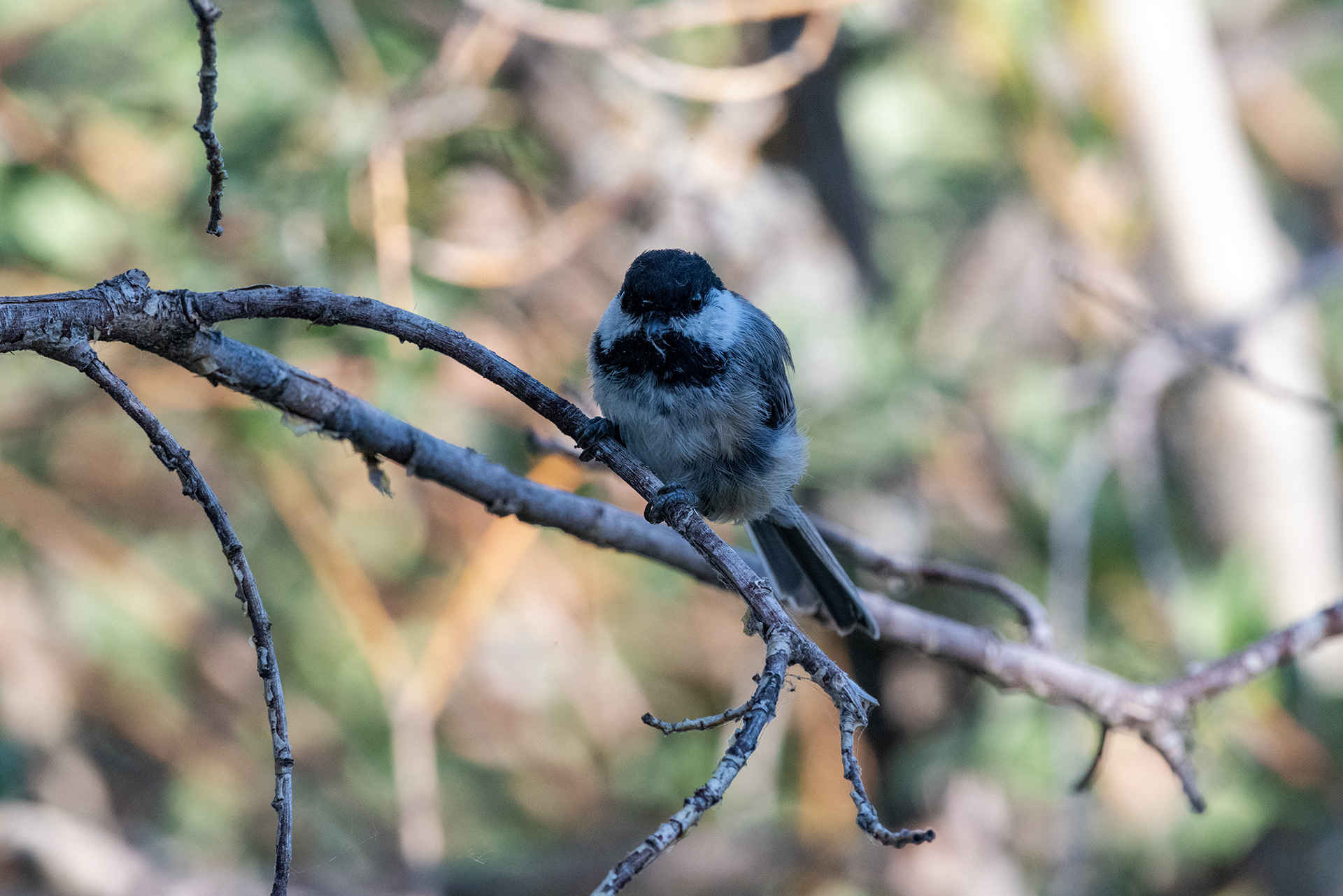Black-capped Chickadee