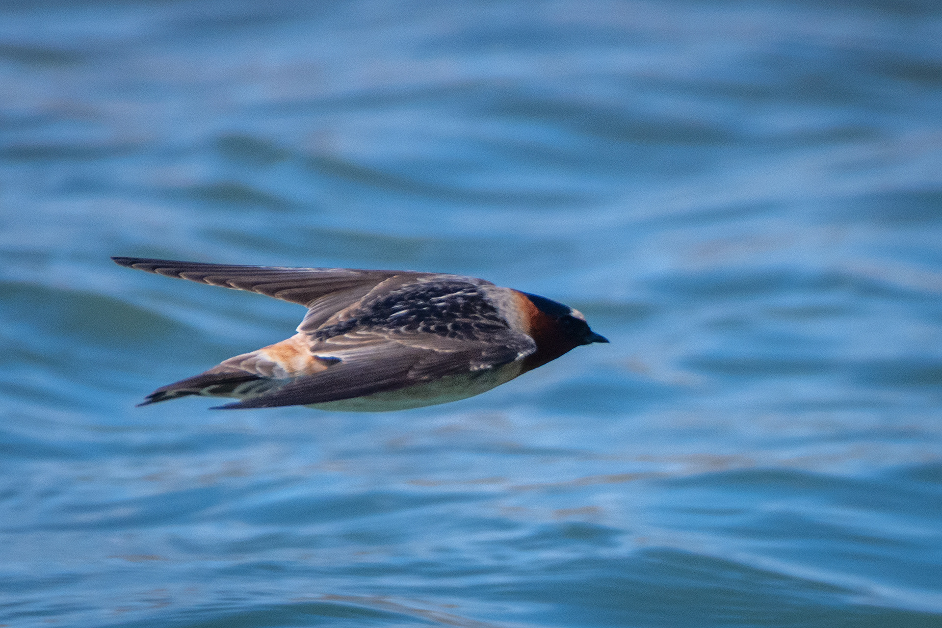 Cliff Swallow (in flight), Glenmore Reservoir, North Glenmore Park, Calgary, AB