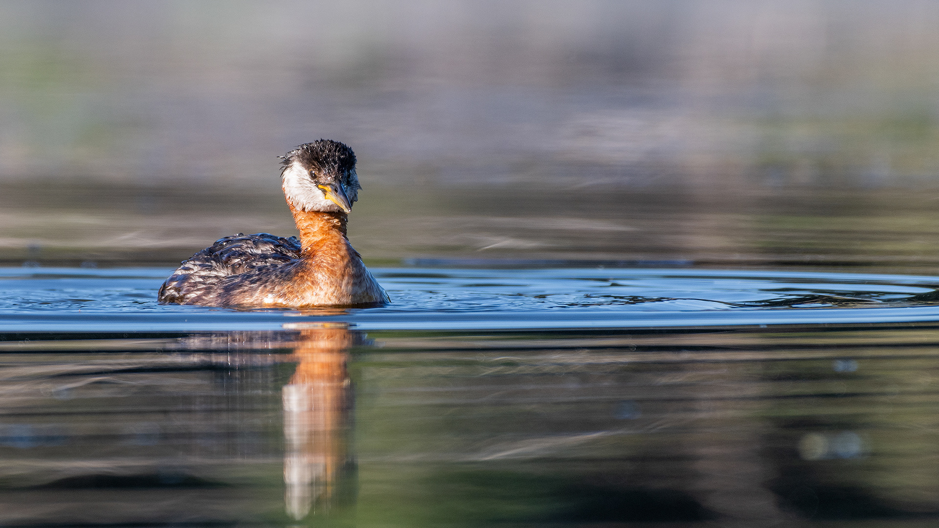 Red-necked Grebe (female), Marshall Springs - Fish Creek Prov. Park, Calgary, AB
