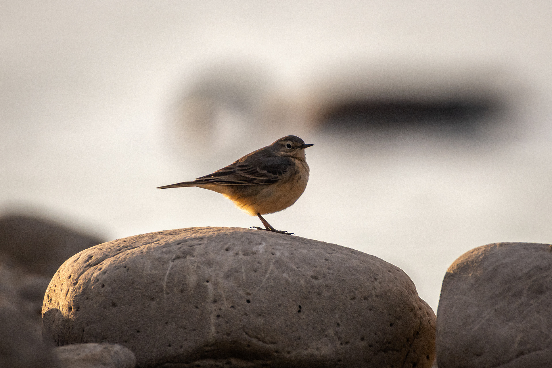 Bird, North Glenmore Park, Calgary, AB