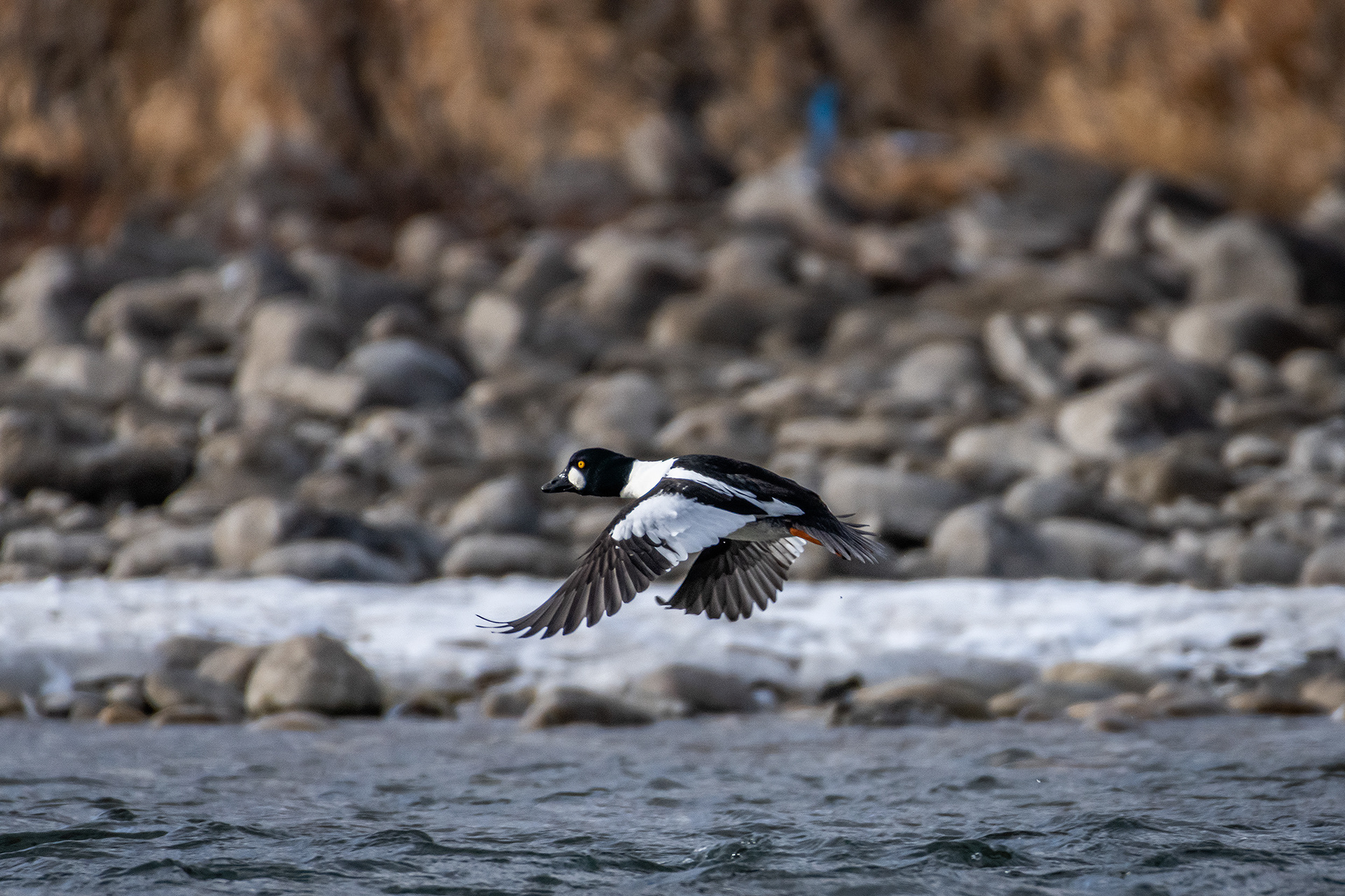 Common Goldeneye (male) in flight - Refinery Park, Calgary, AB