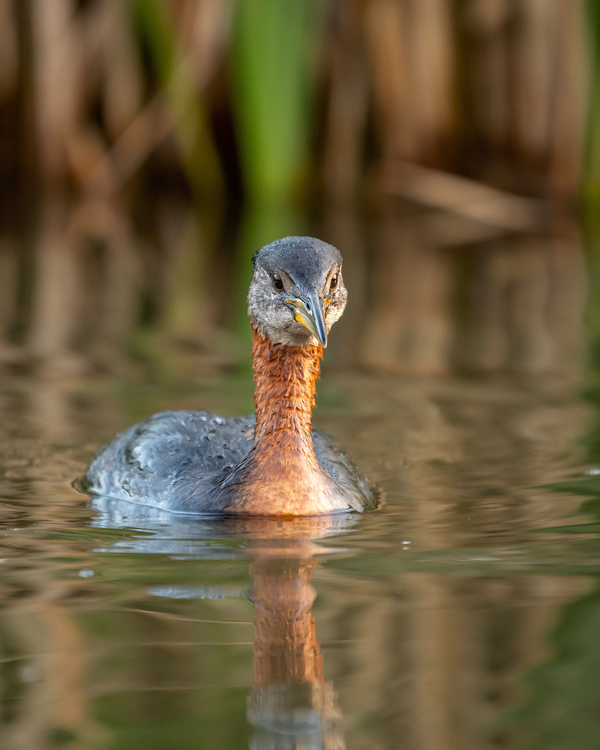 Red-necked Grebe, Marshall Springs ponds, Fish Creek Provincial Park, Calgary, AB