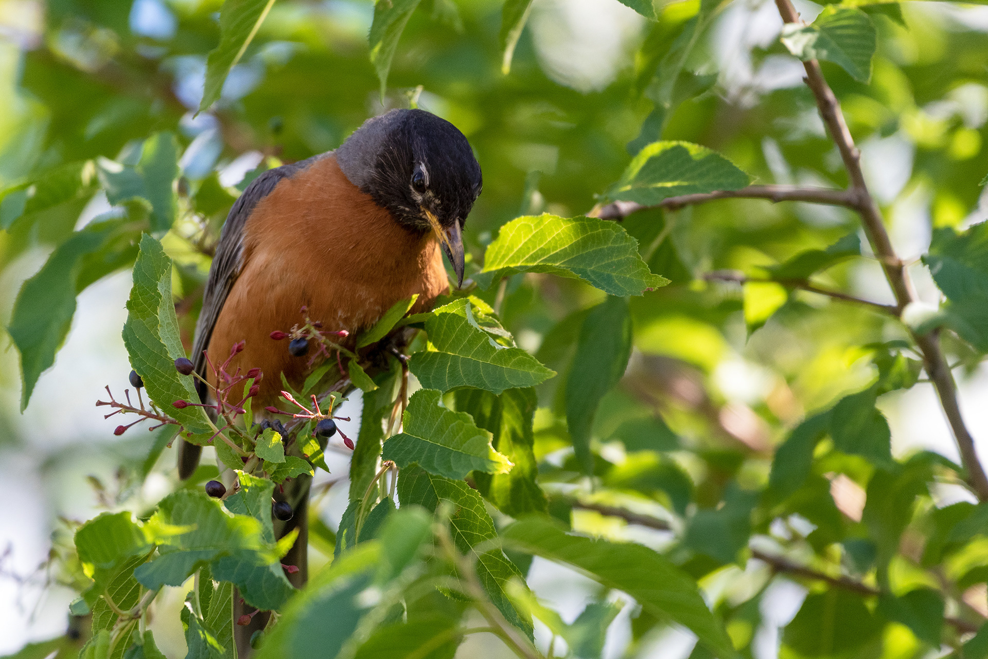 American Robin perched in a tree searching out ripened berries