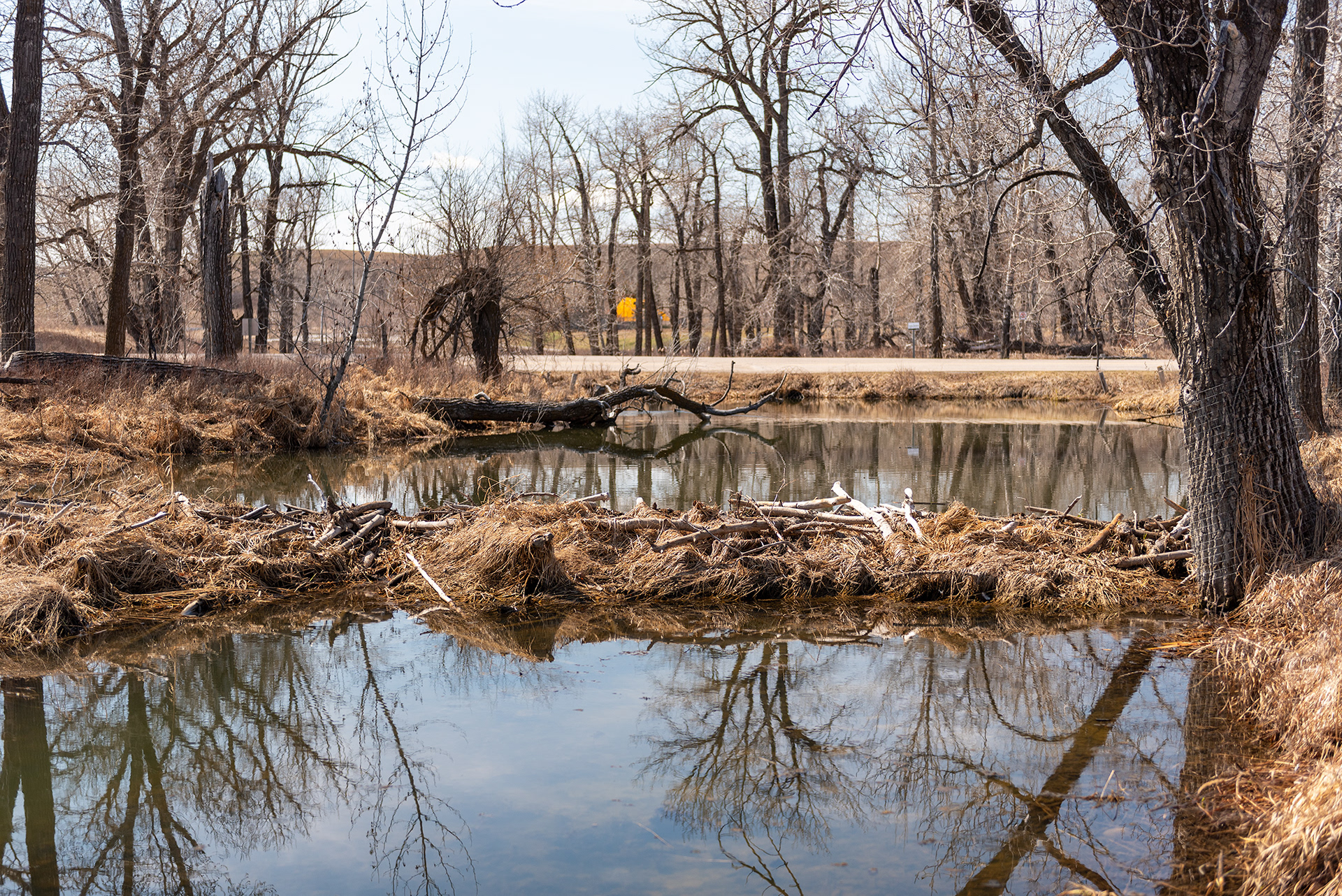 pond, Fish Creek Provincial Park, Calgary, Alberta