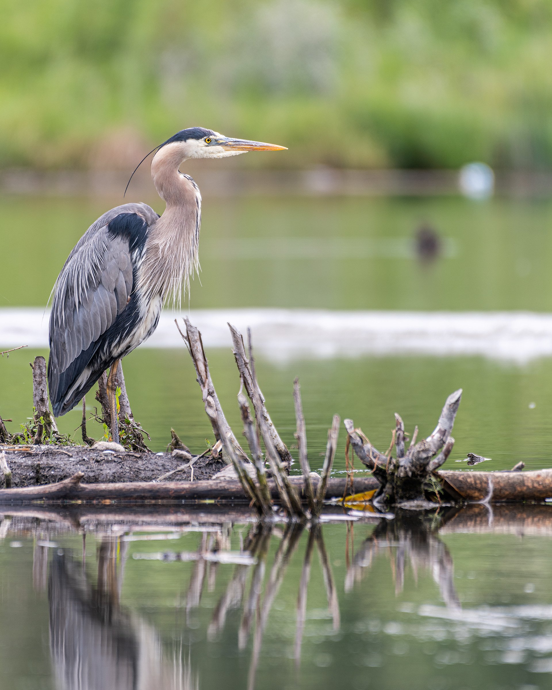Great Blue Heron, Marshall Springs - Fish Creek Prov. Park, Calgary, AB