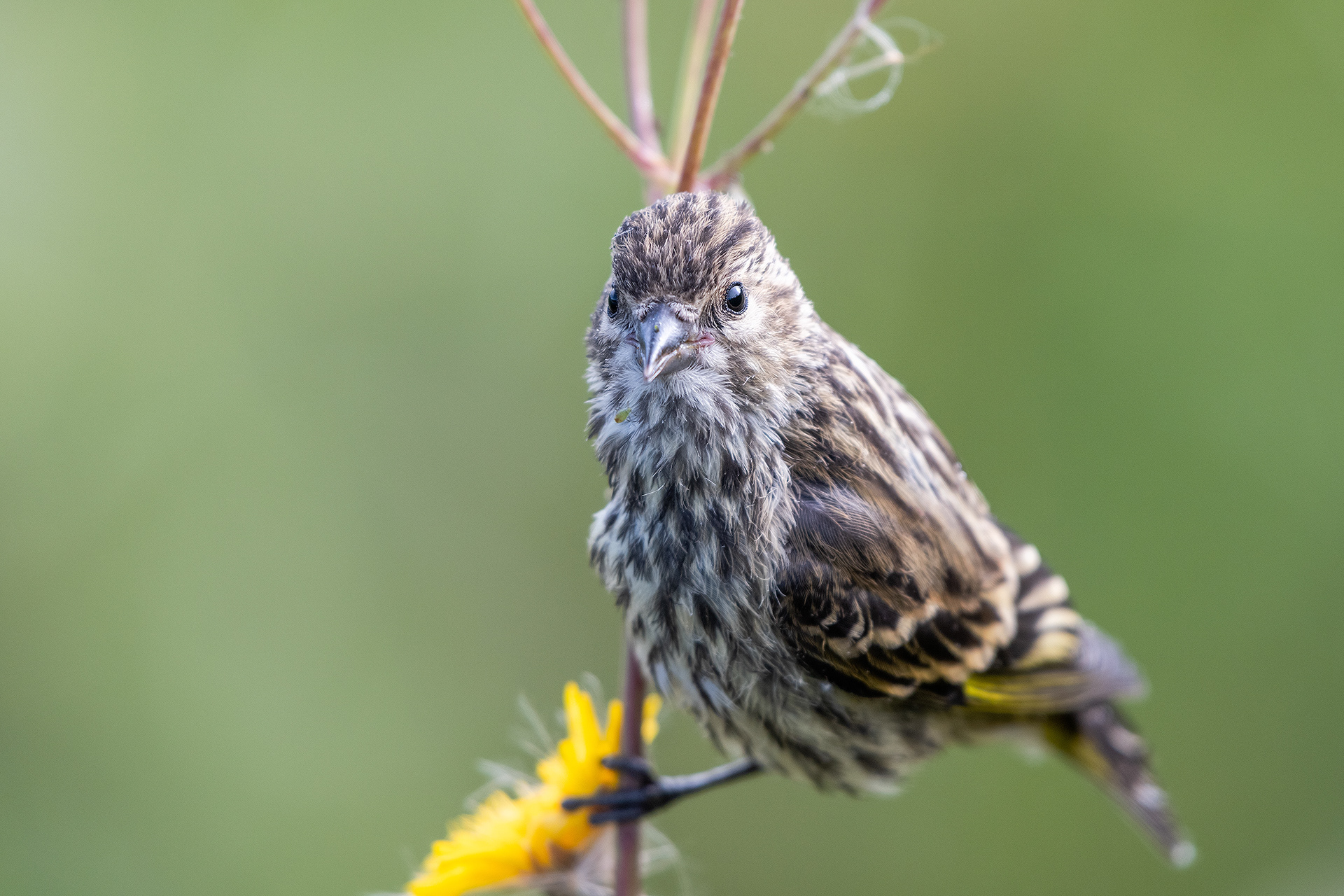 Pine Siskin (not certain of this identification), Marshall Springs - Fish Creek Prov. Park, Calgary, AB