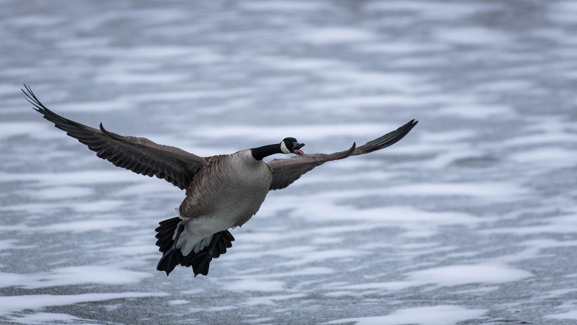 Canada Goose (in flight), Inglewood Bird Sanctuary, Calgary, AB