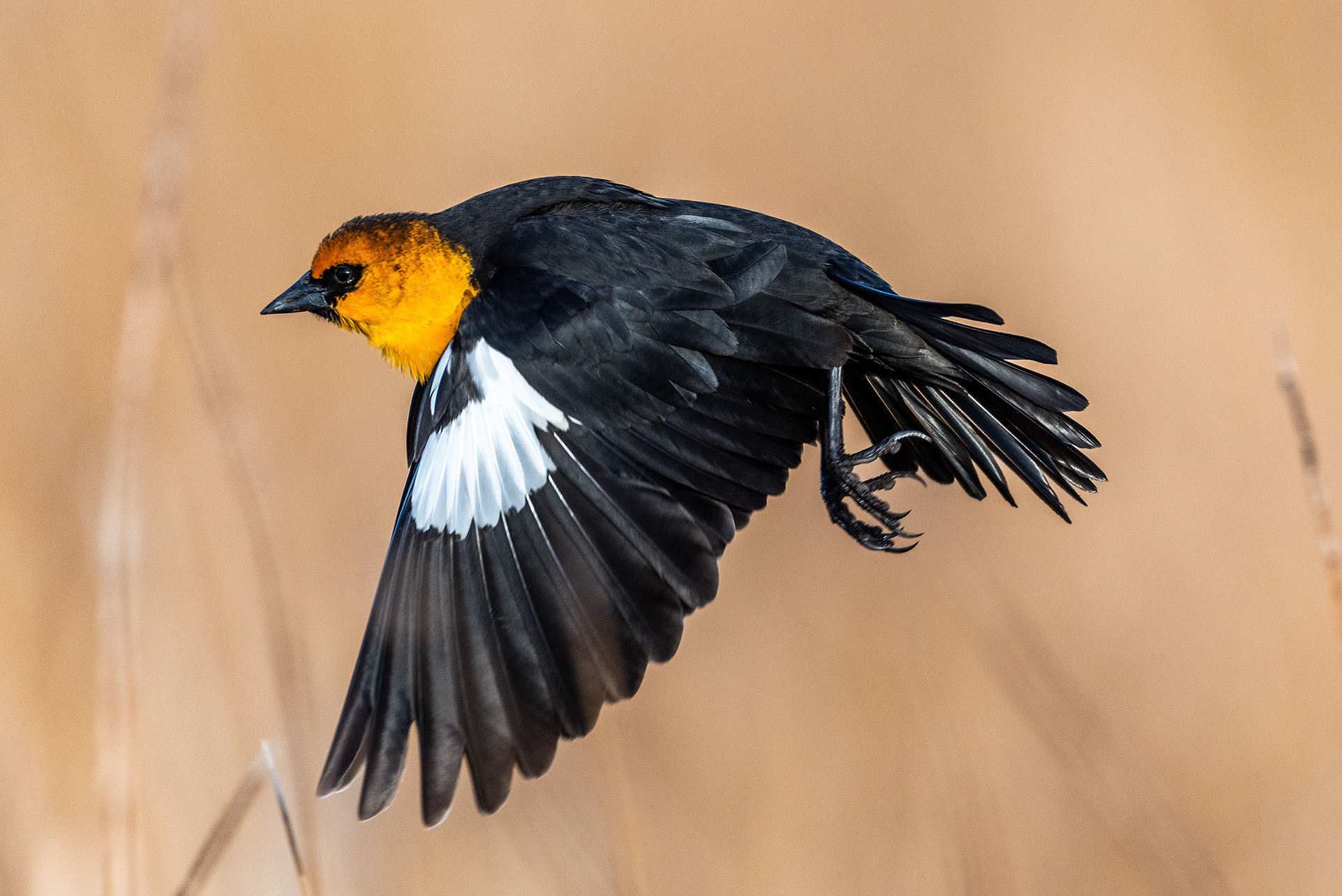 Yellow-headed Blackbird in flight at Frank Lake, Alberta