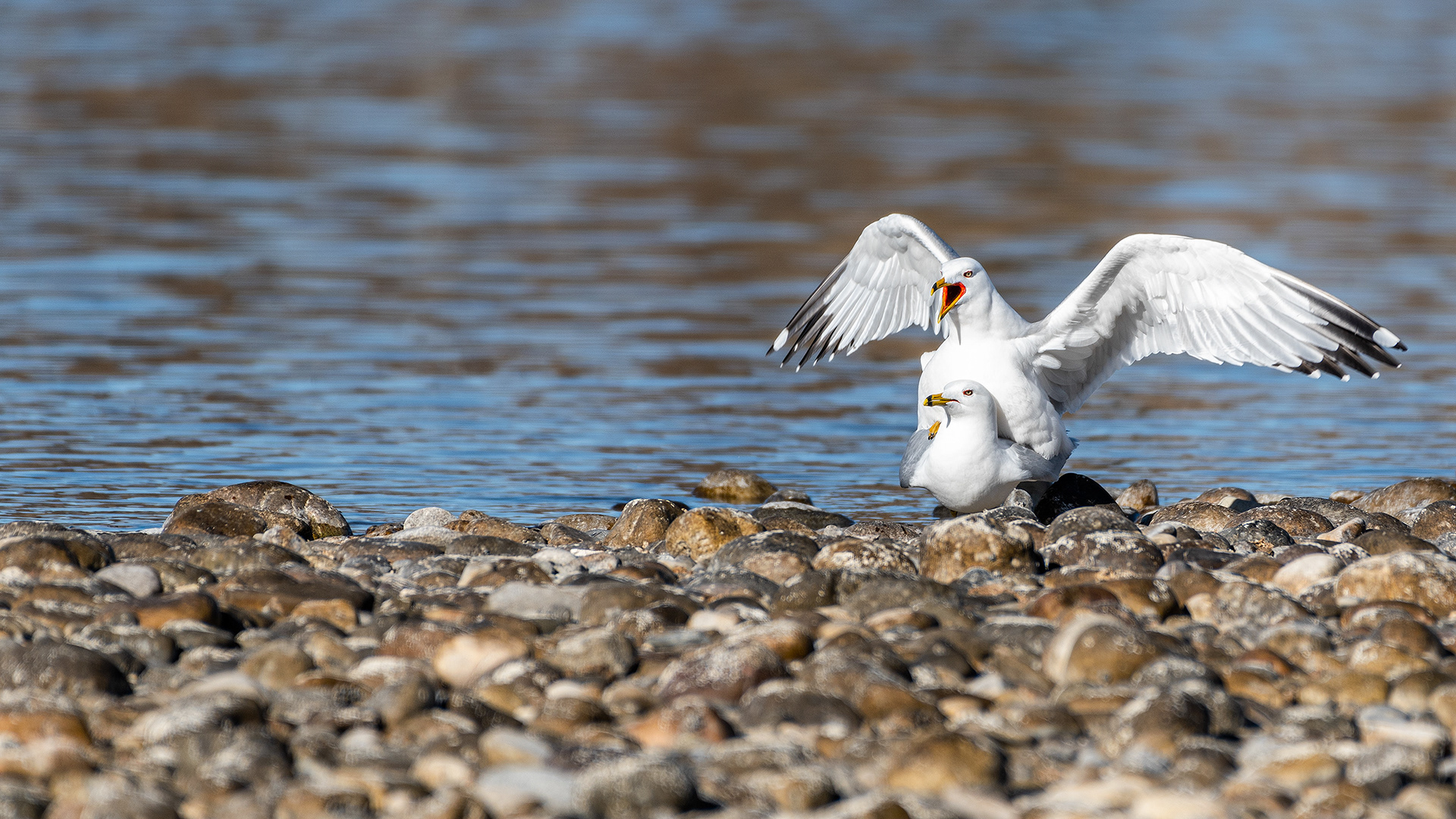 Ring-billed Gull pair on a small rock island in the Bow River near Carburn Park, Calgary, AB