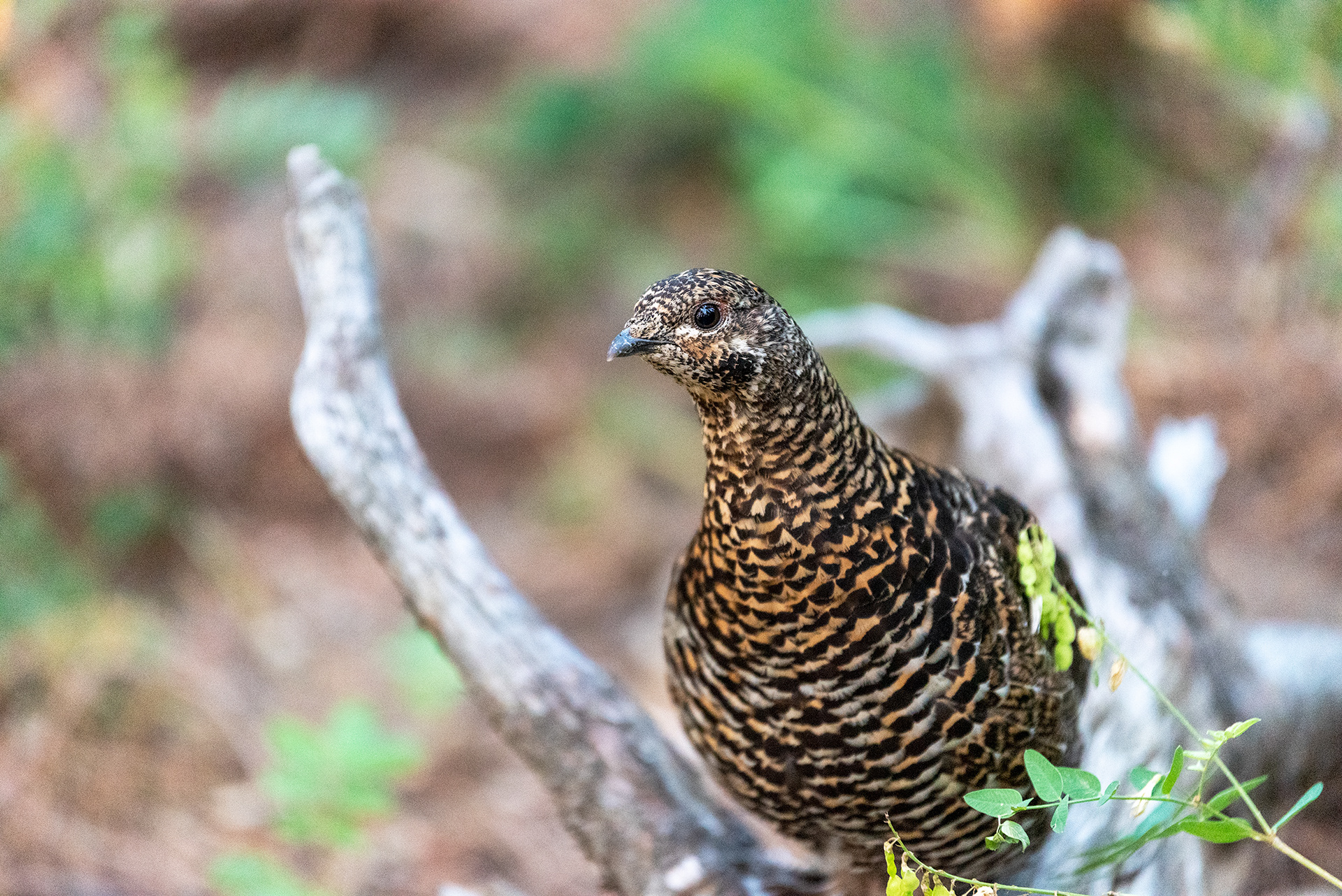 I think this is a Ptarmigan of some kind, or possibly a Grouse