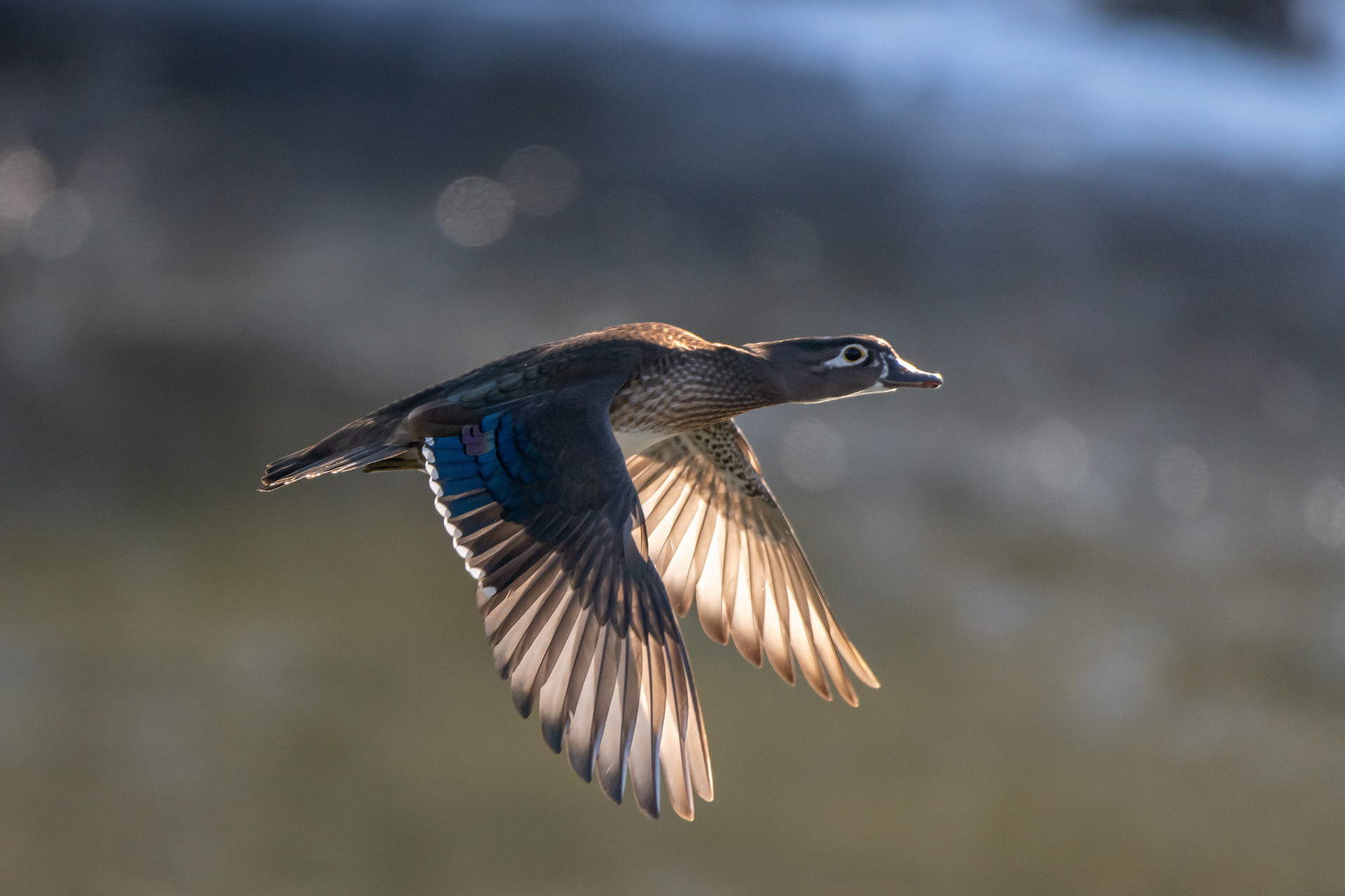 Wood Duck (female) in flight, Inglewood Bird Sanctuary & Nature Centre, Calgary, AB