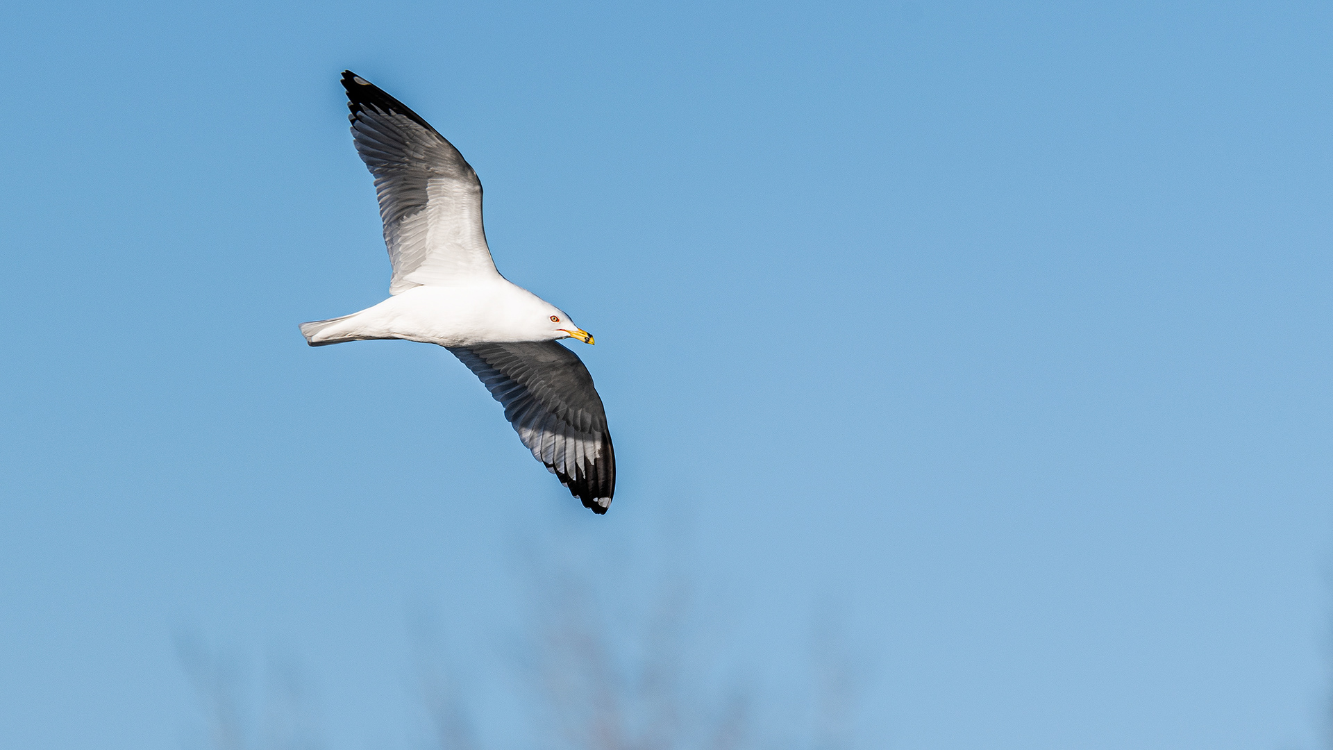 Ring-billed Gull (looks like a fish with wings and a bill. And where's the landing gear? I see no legs at all) in flight over the Bow River near Carburn Park, Calgary, AB