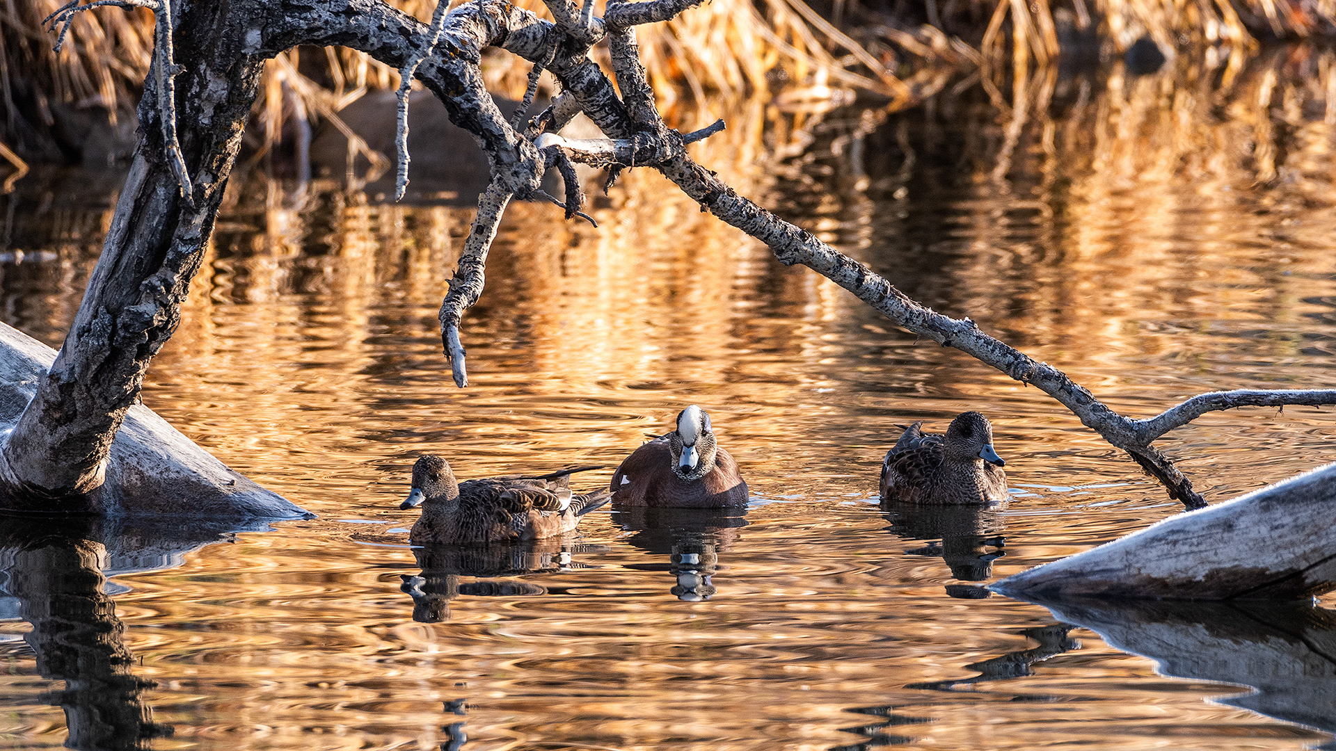American Wigeons (2 female, 1 male) at the Inglewood Bird Sanctuary & Nature Centre, Calgary, Alberta