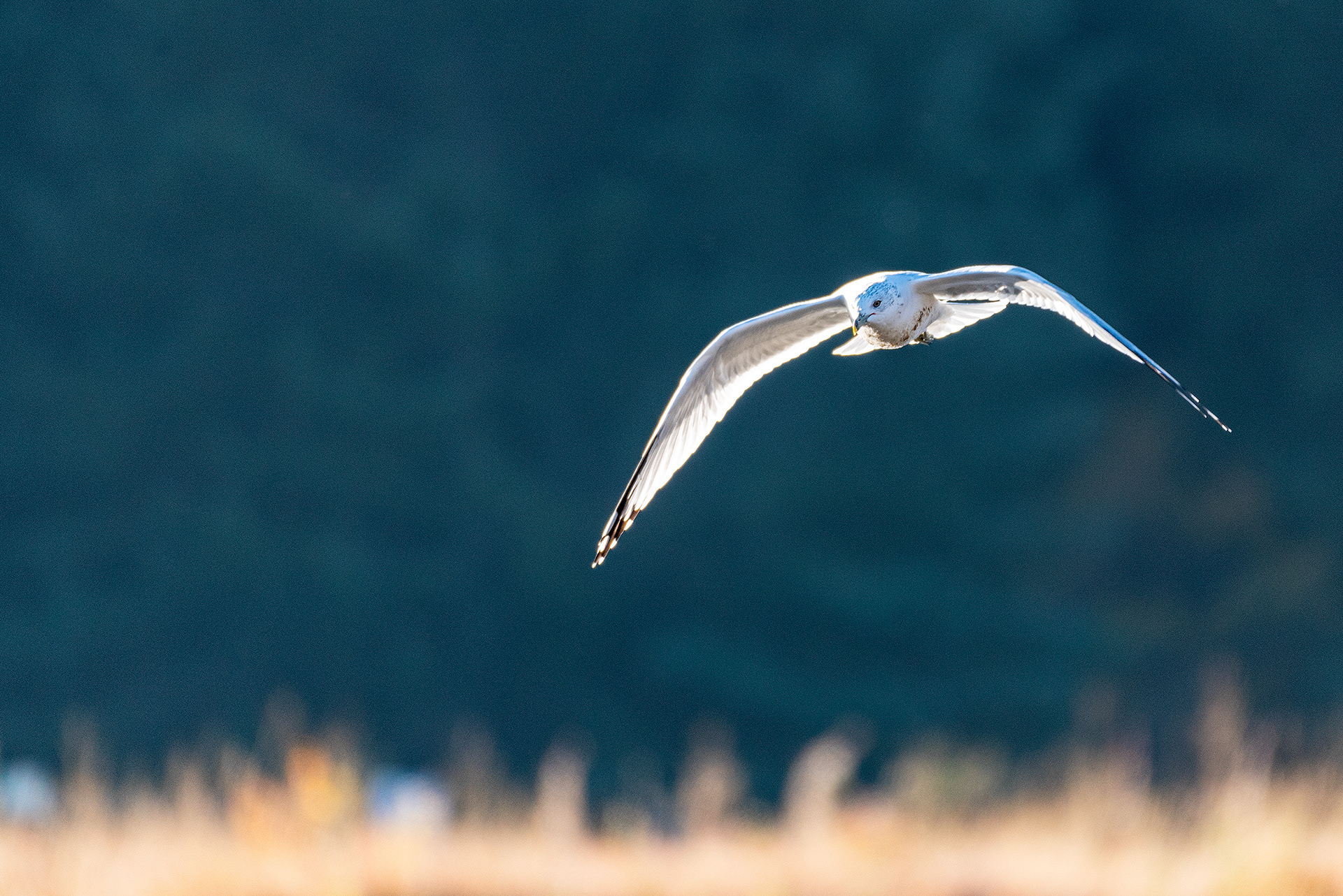 Ring-billed Gull, in flight, at the Marshall Springs ponds in Fish Creek Provincial Park