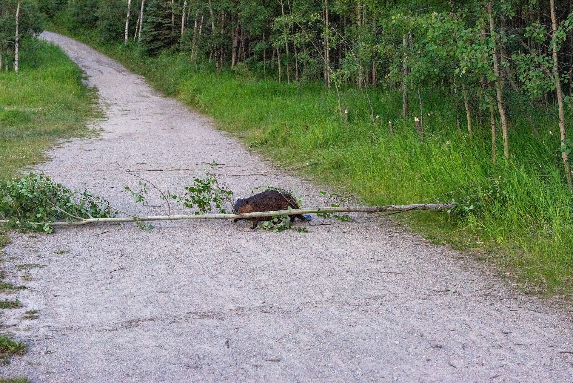 Beaver dragging a freshly downed tree across a footpath