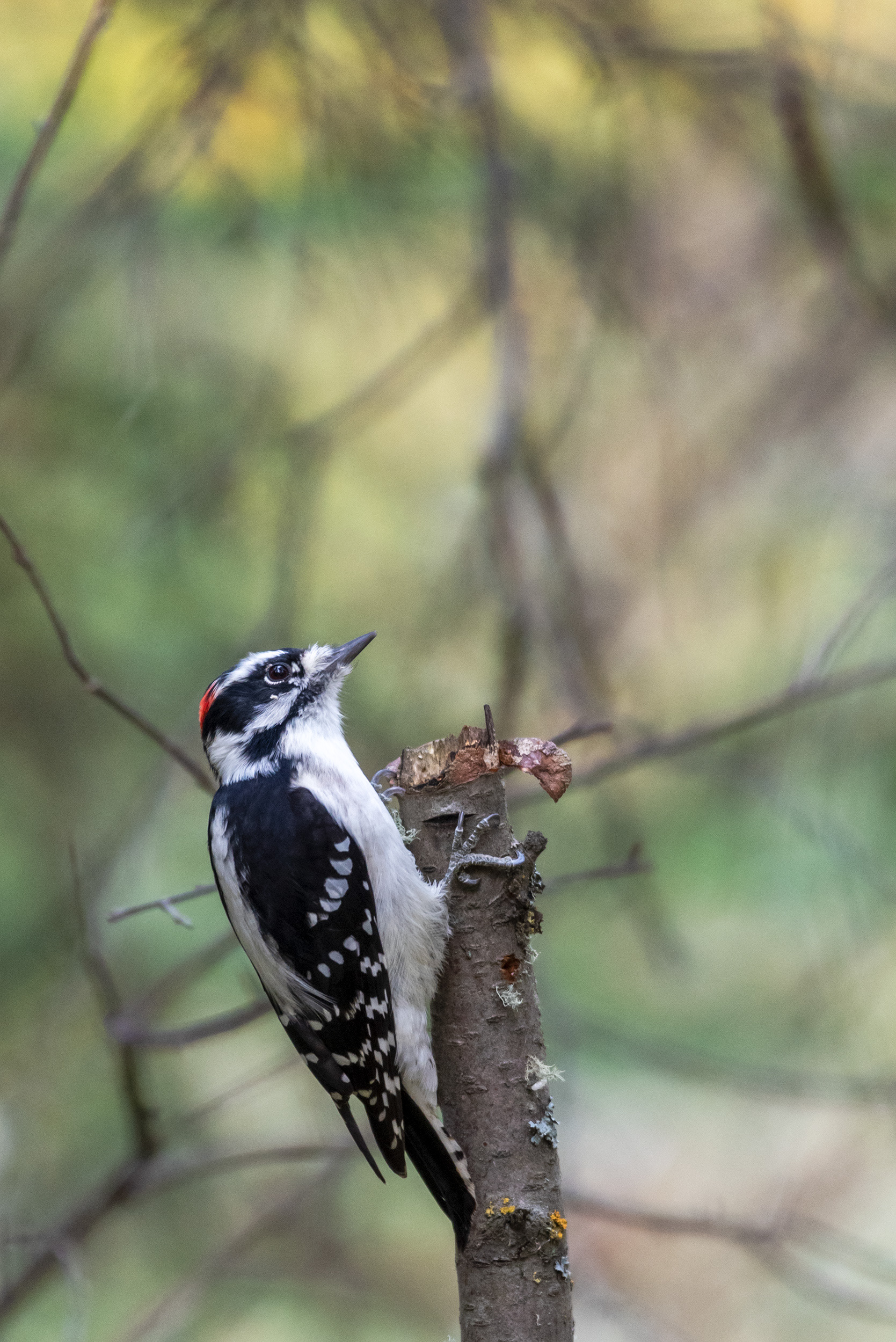 Downy Woodpecker, Fish Creek Provincial Park
