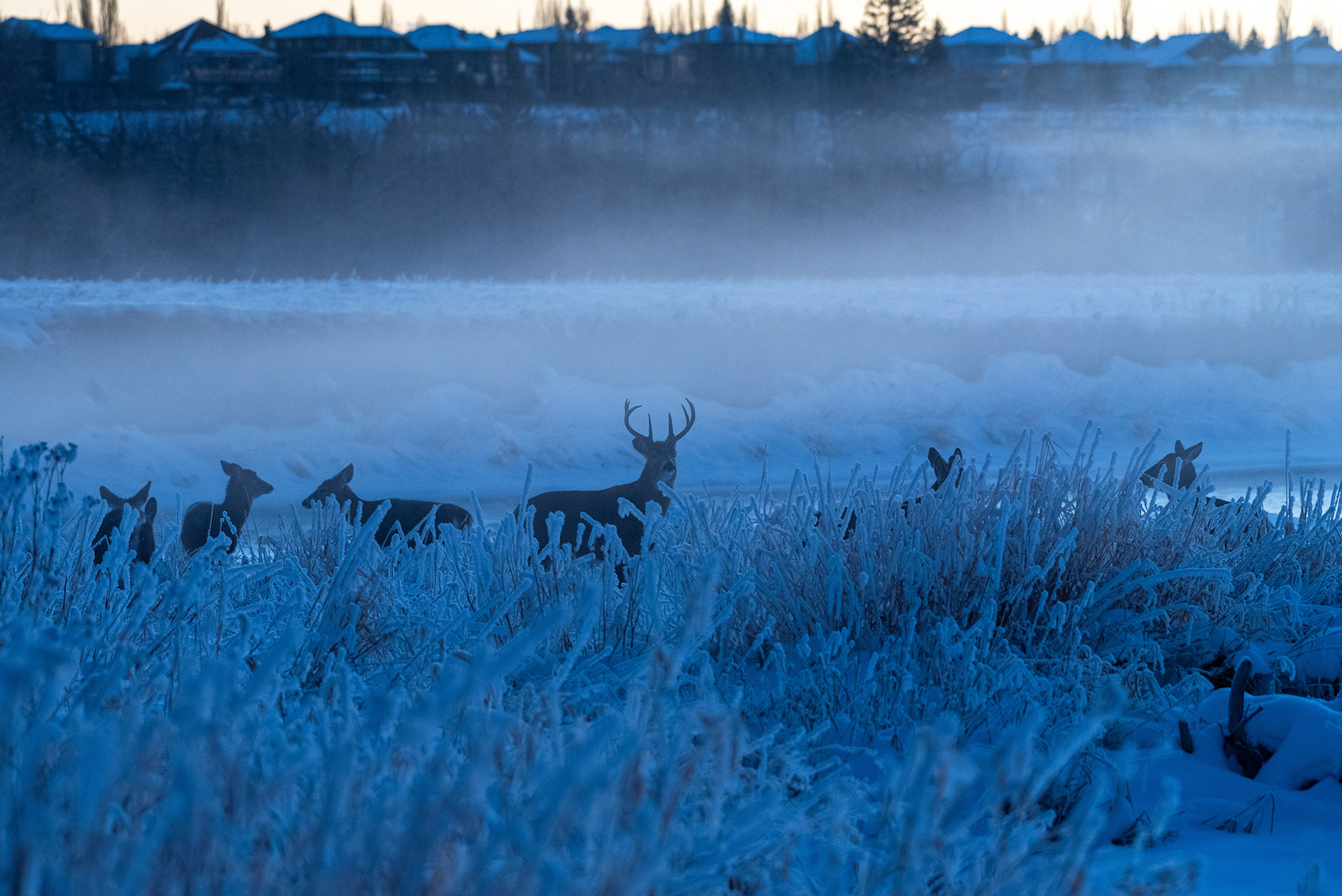 White-tailed Deer at the edge of the Bow River, just before sunup, in the Mallard Point area of Fish Creek Provincial Park