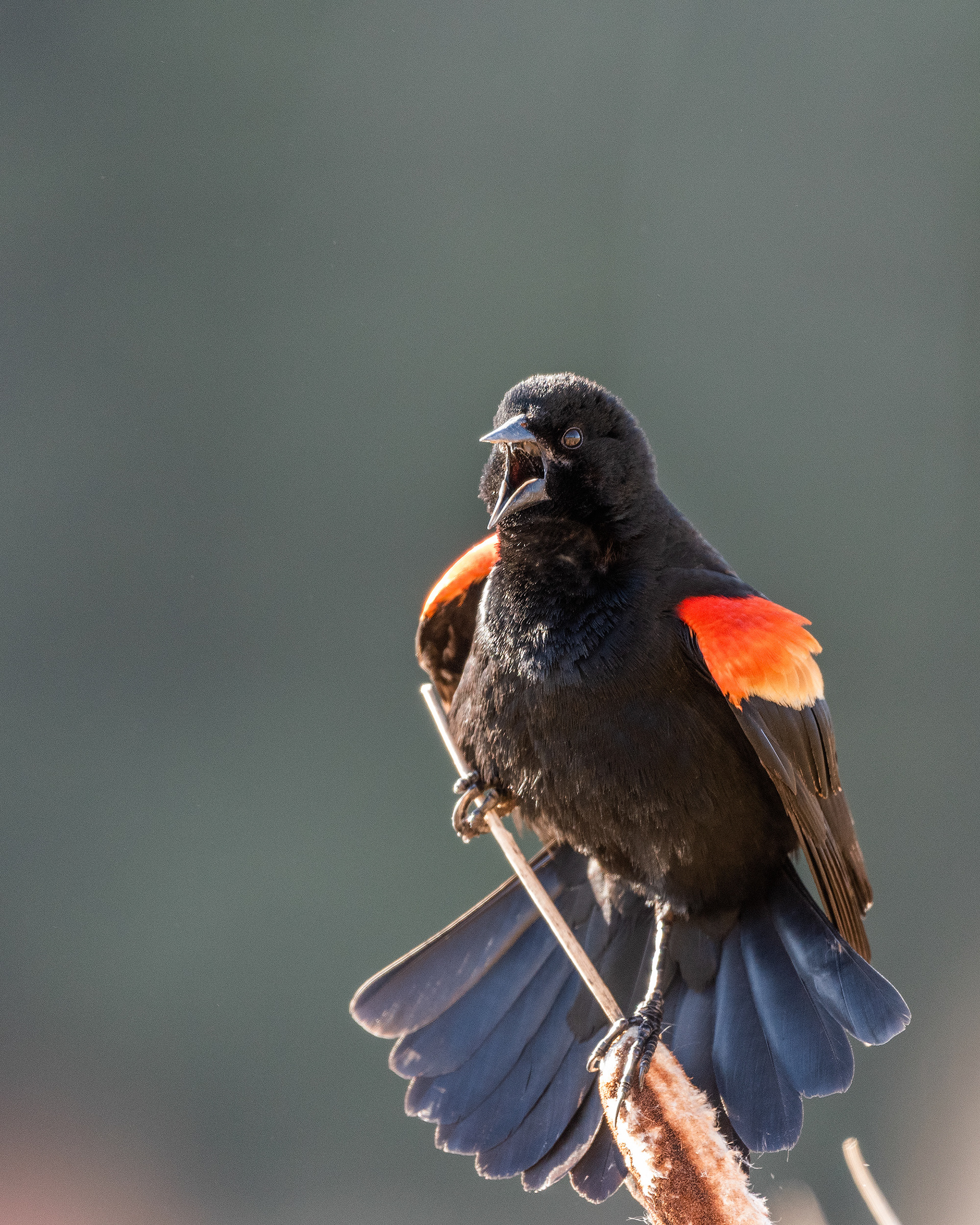Red-winged Blackbird (male) at Marshall Springs, Fish Creek Provincial Park, Calgary, Alberta