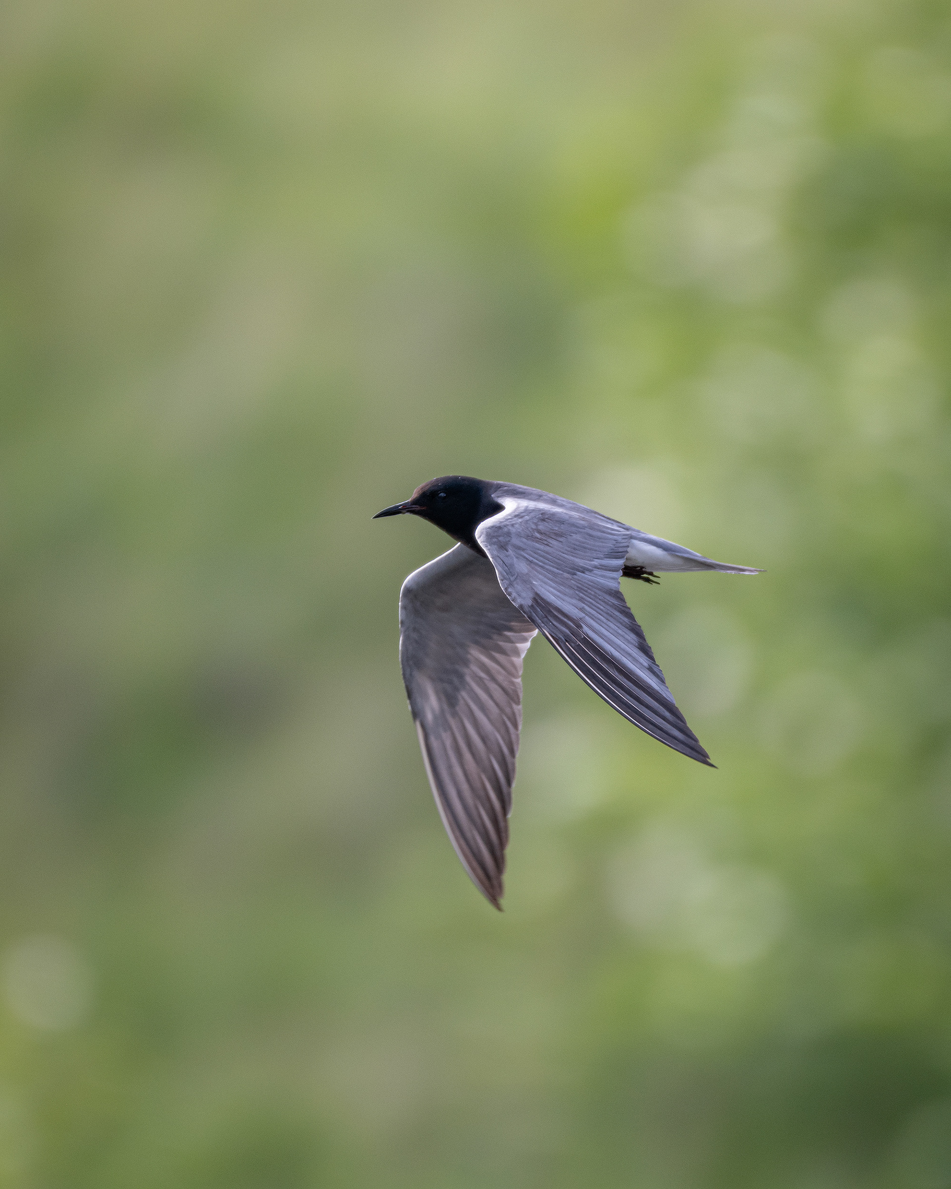 Black Tern (in flight), Marshall Springs ponds, Fish Creek Provincial Park, Calgary, AB
