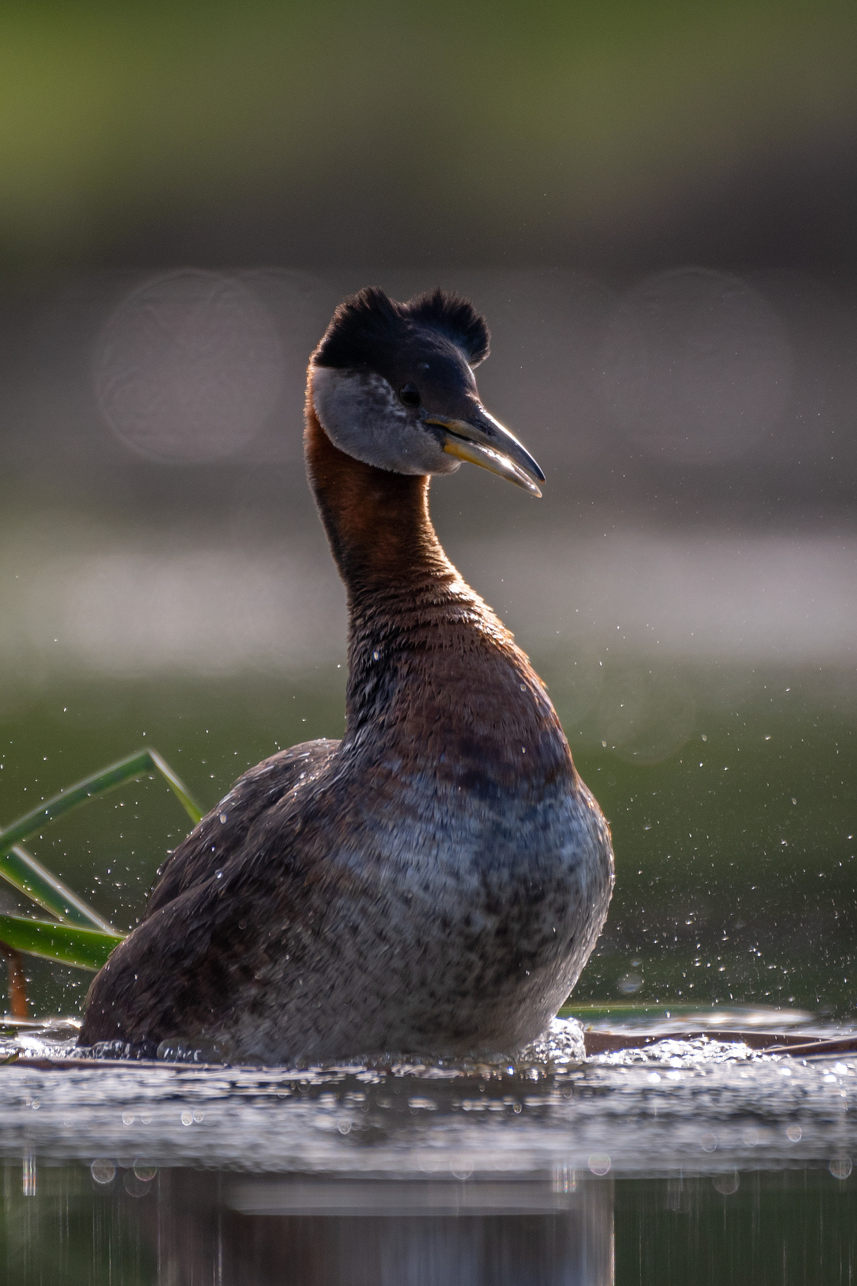 Red-necked Grebe, Marshall Springs ponds, Fish Creek Provincial Park, Calgary, AB