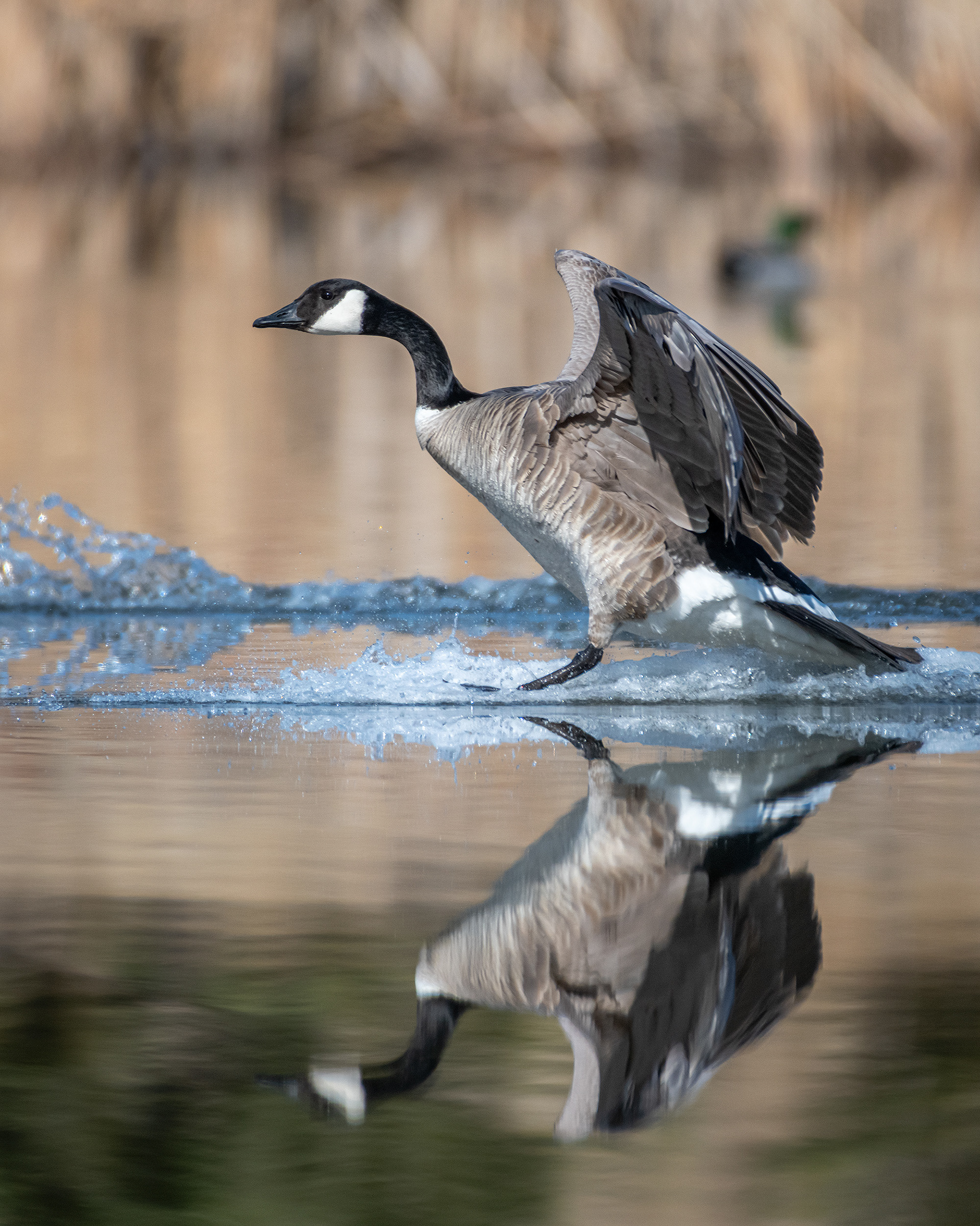Canada Goose, Marshall Springs, Fish Creek Provincial Park, Calgary, AB