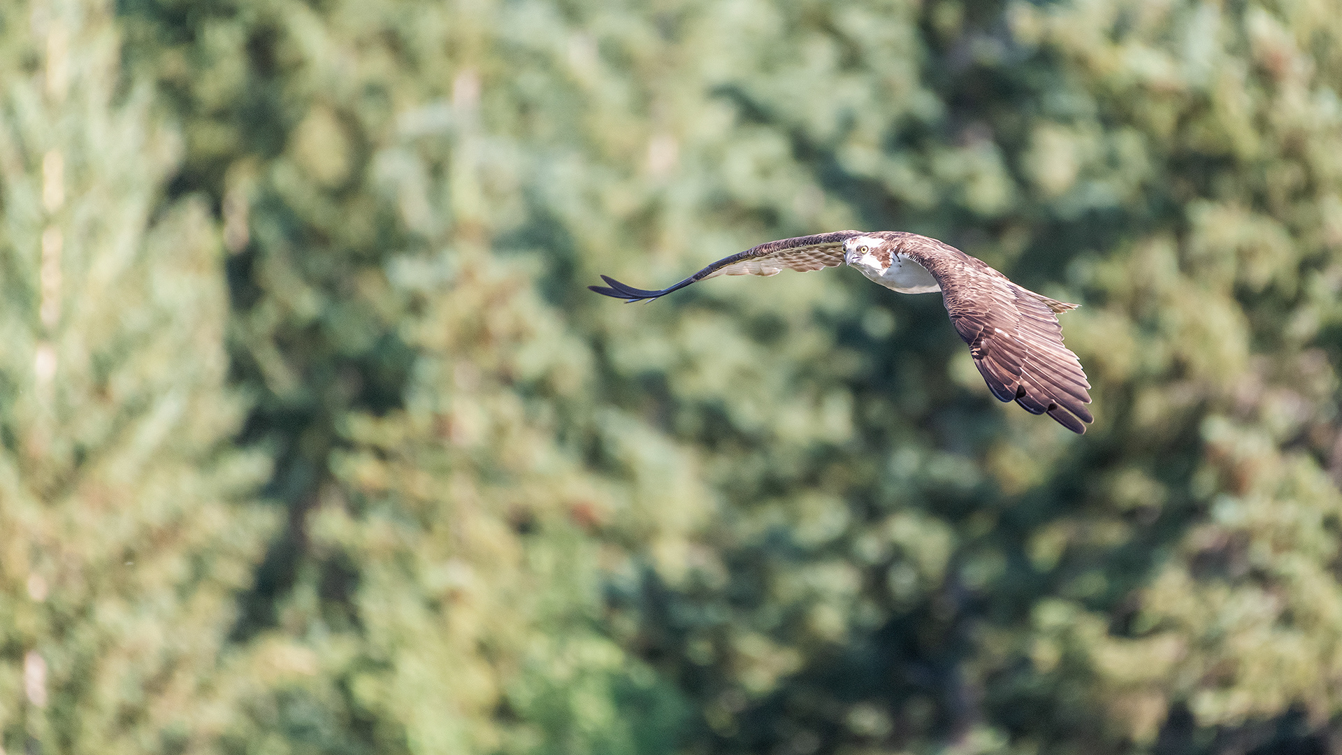 Osprey in flight, Marshall Springs - Fish Creek Prov. Park, Calgary, AB