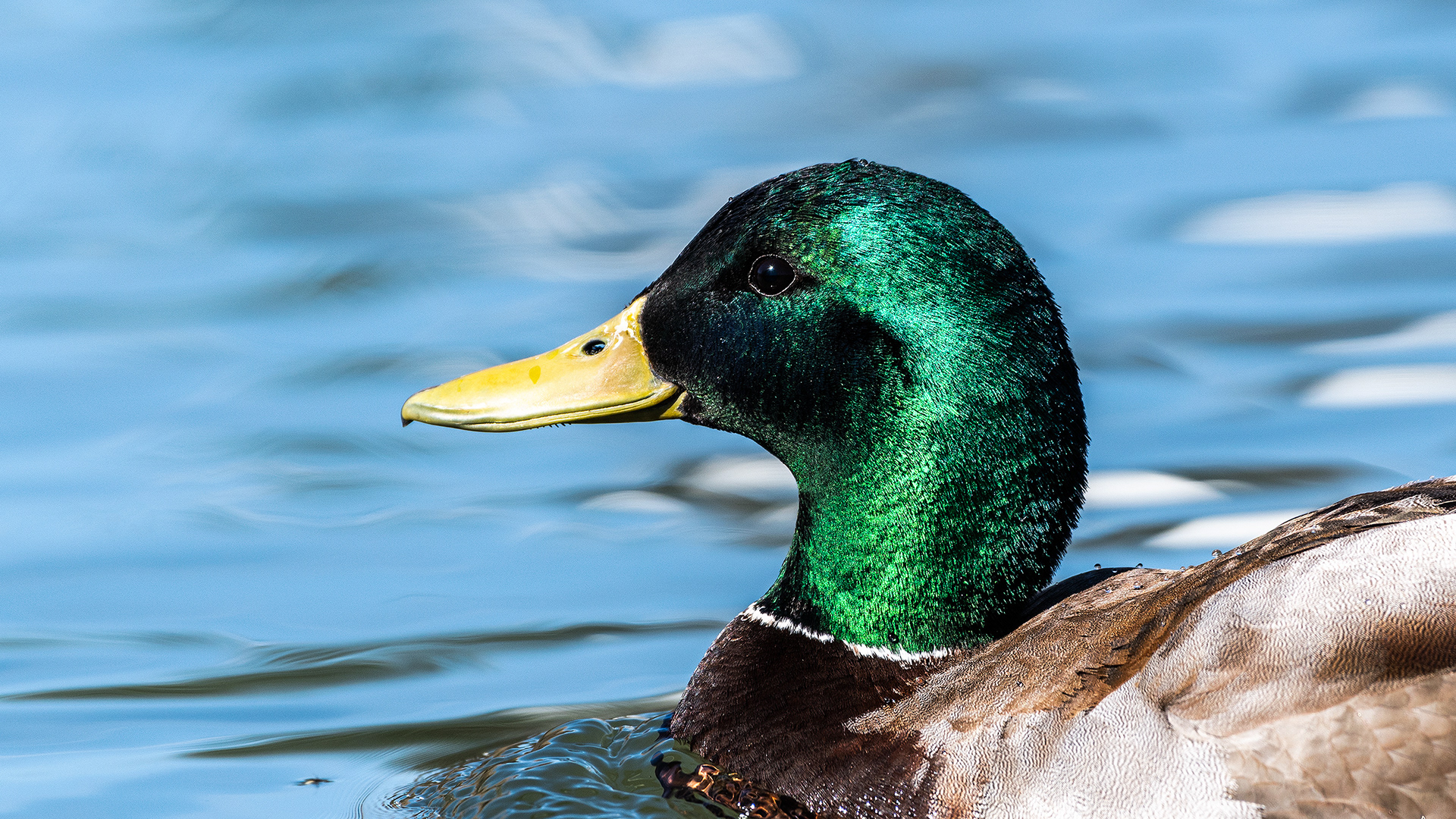 Mallard (male) at Bridlewood Wetlands Park, Calgary, Alberta