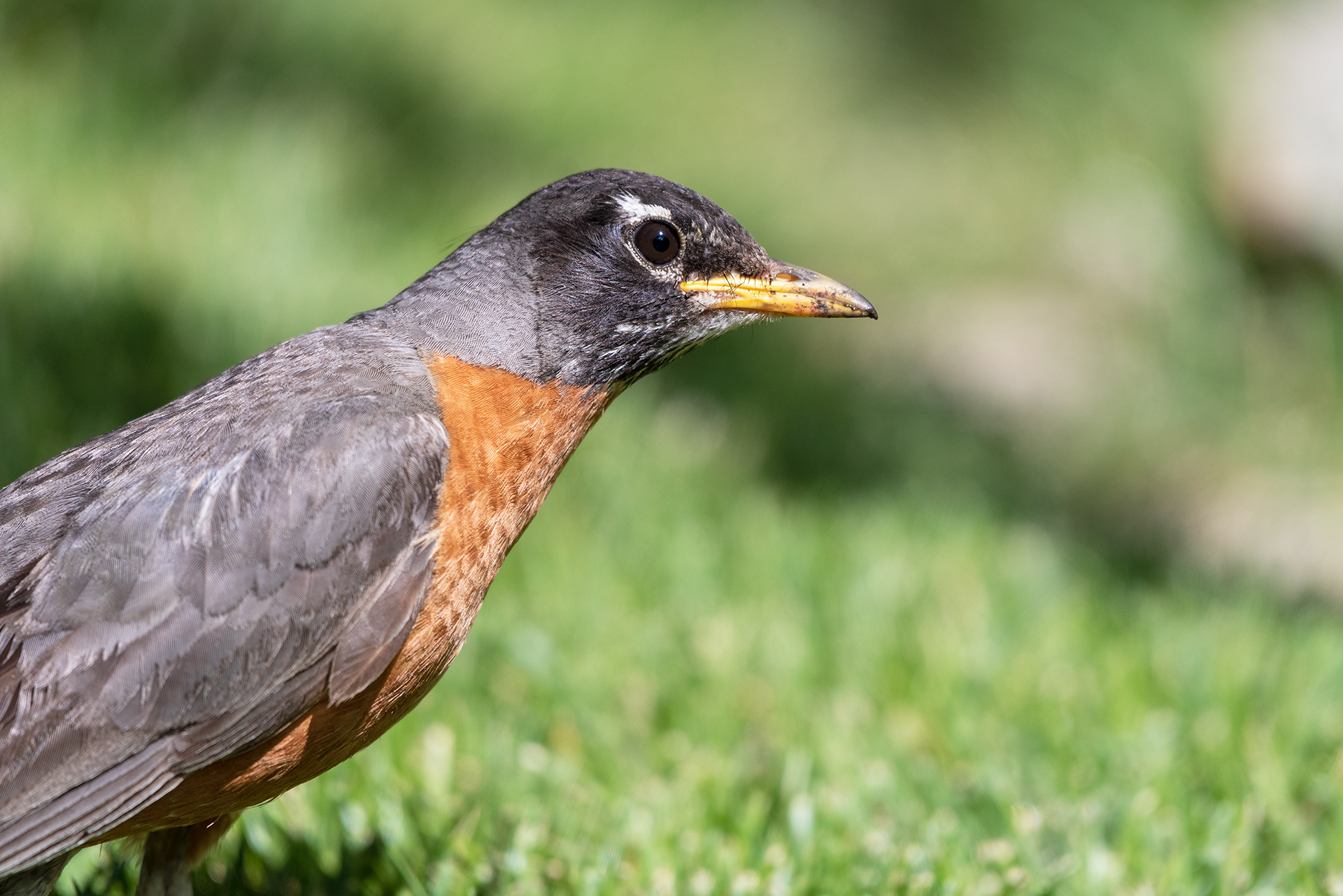 American Robin focused on the hunt for worms
