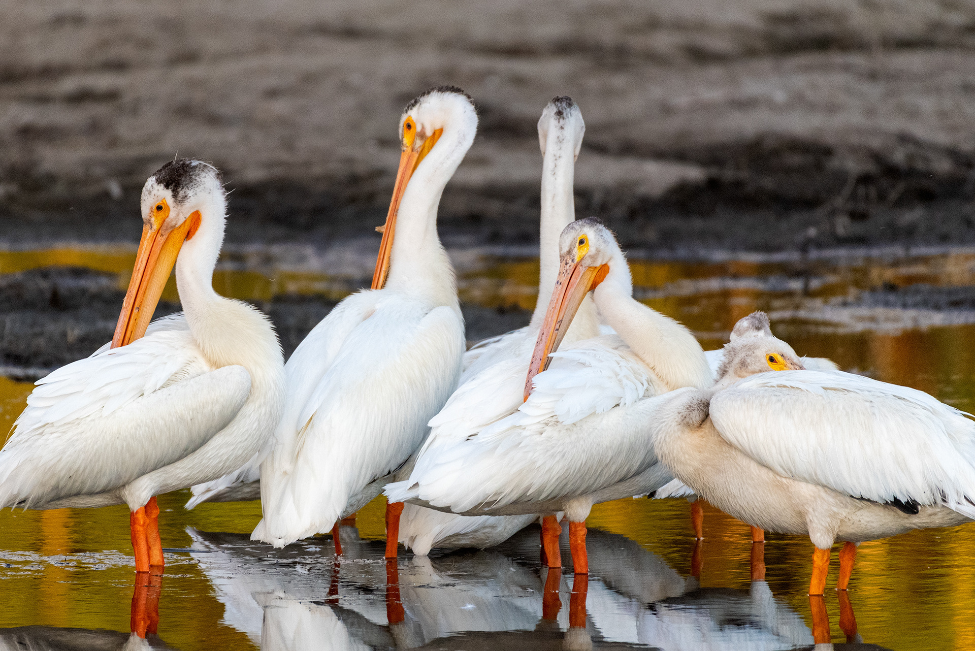 American White Pelicans grooming