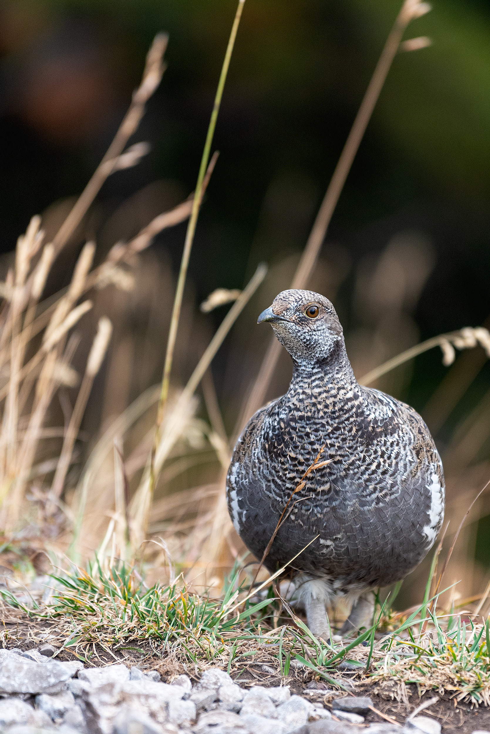 Grouse near the peak of Prairie Mountain