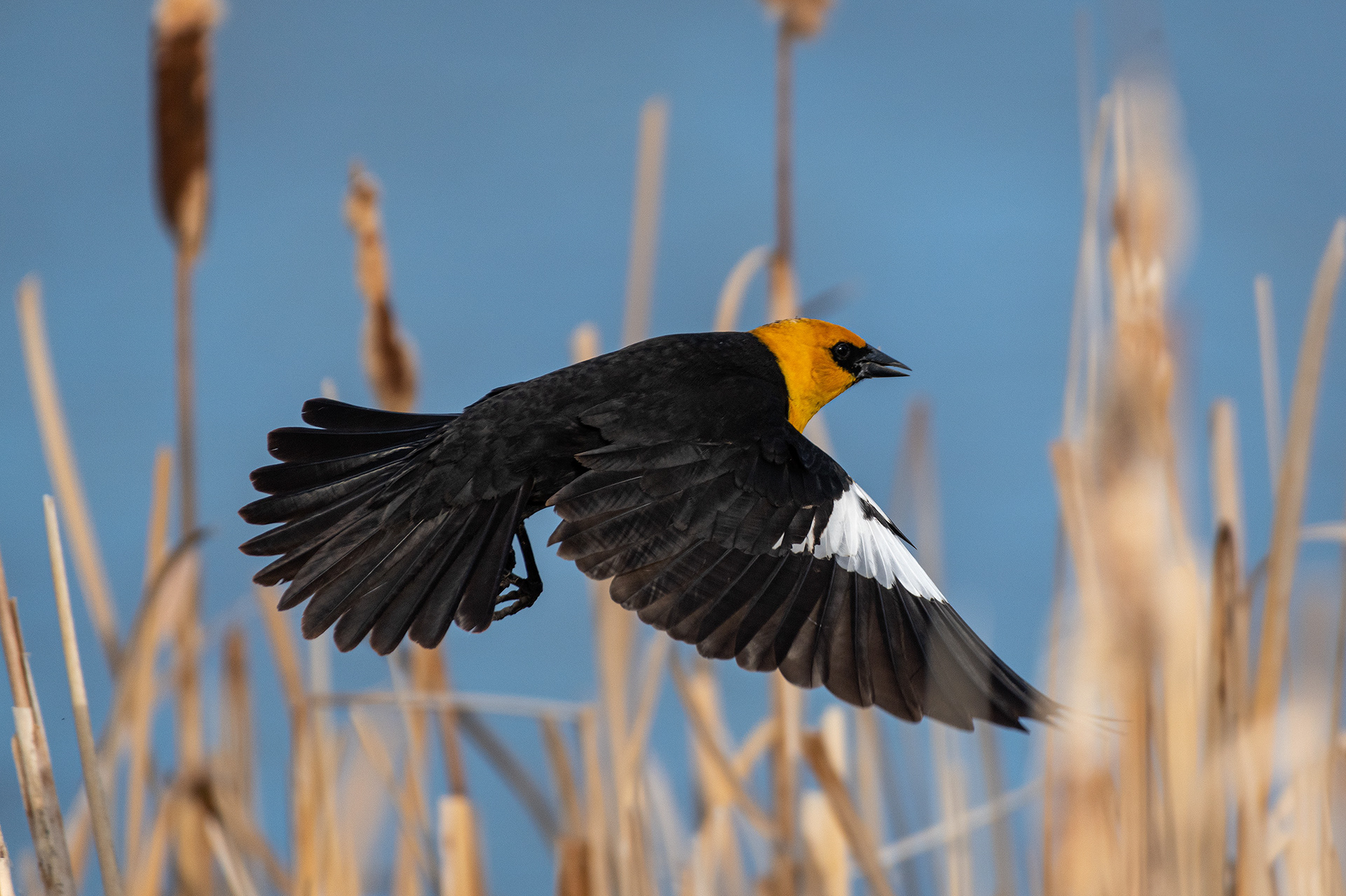 Yellow-headed Blackbird (male) in flight, Bridlewood Wetlands Park, Calgary, AB