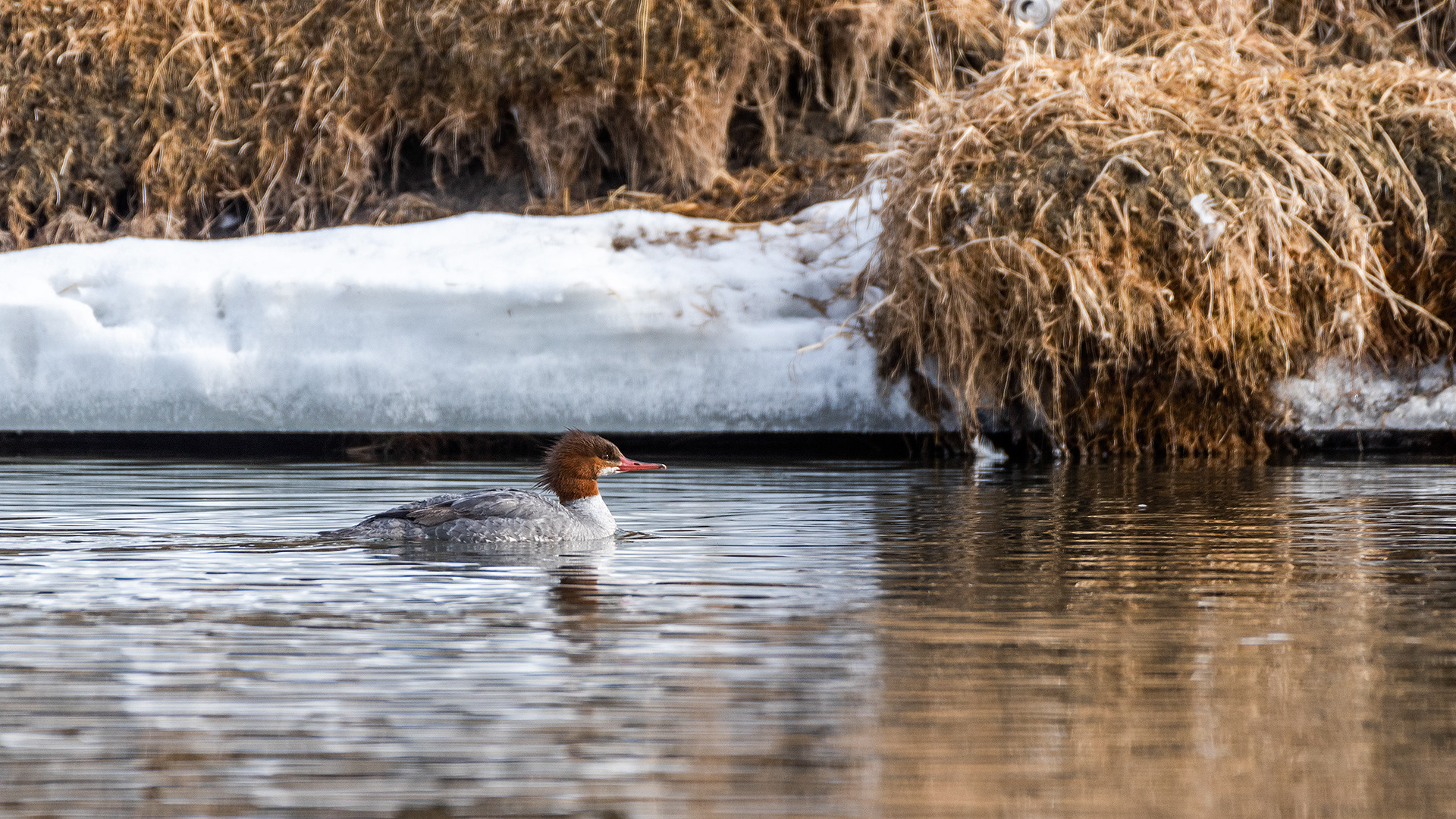 Common Merganser (female) near Mallard Point, Fish Creek Prov. Park, Calgary, AB