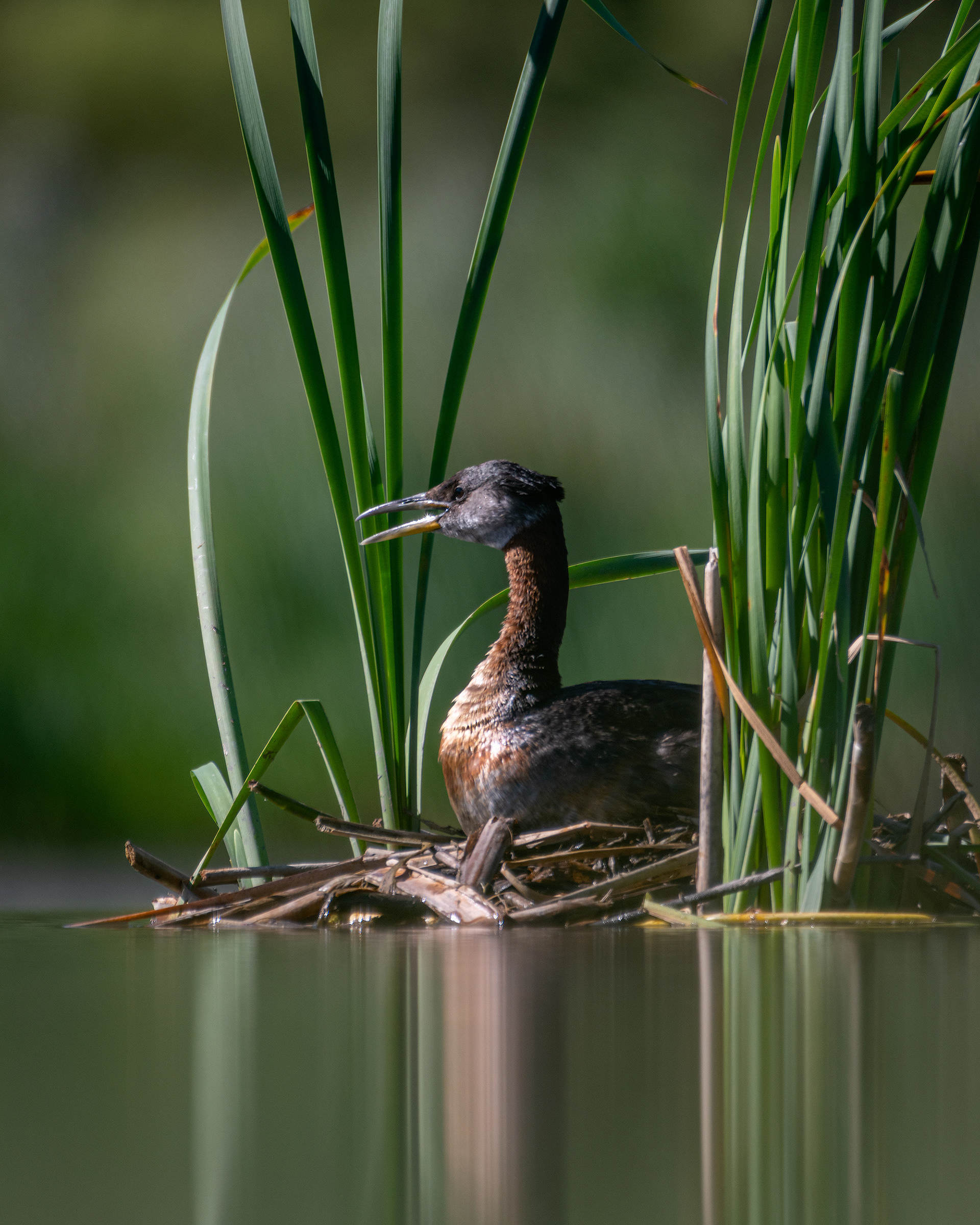 Red-necked Grebe, Marshall Springs ponds, Fish Creek Provincial Park, Calgary, AB