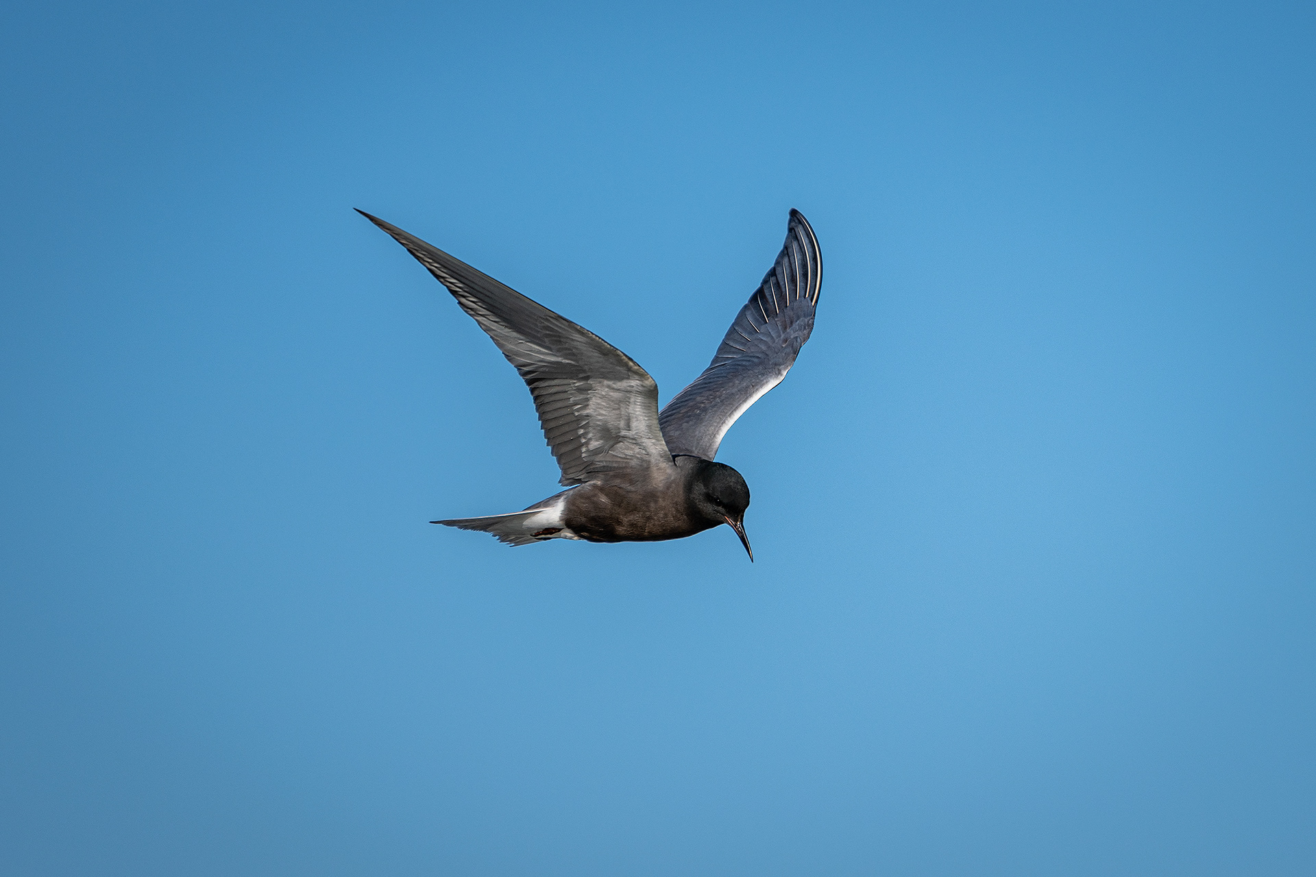 Black Tern (in flight), Marshall Springs ponds, Fish Creek Provincial Park, Calgary, AB