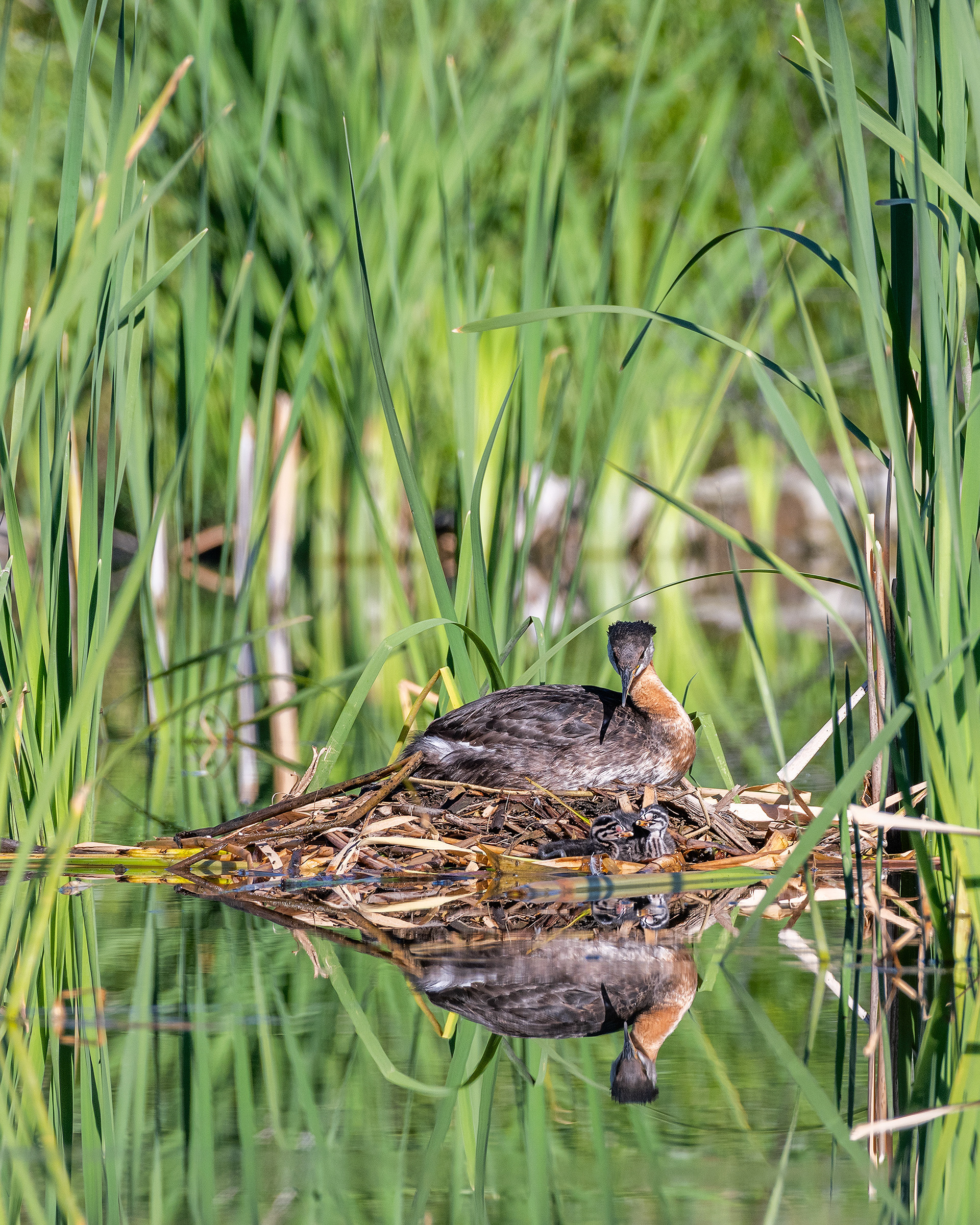 Red-necked Grebe (female) on her nest with the two chicks interacting together down in front, Marshall Springs - Fish Creek Prov. Park, Calgary, AB