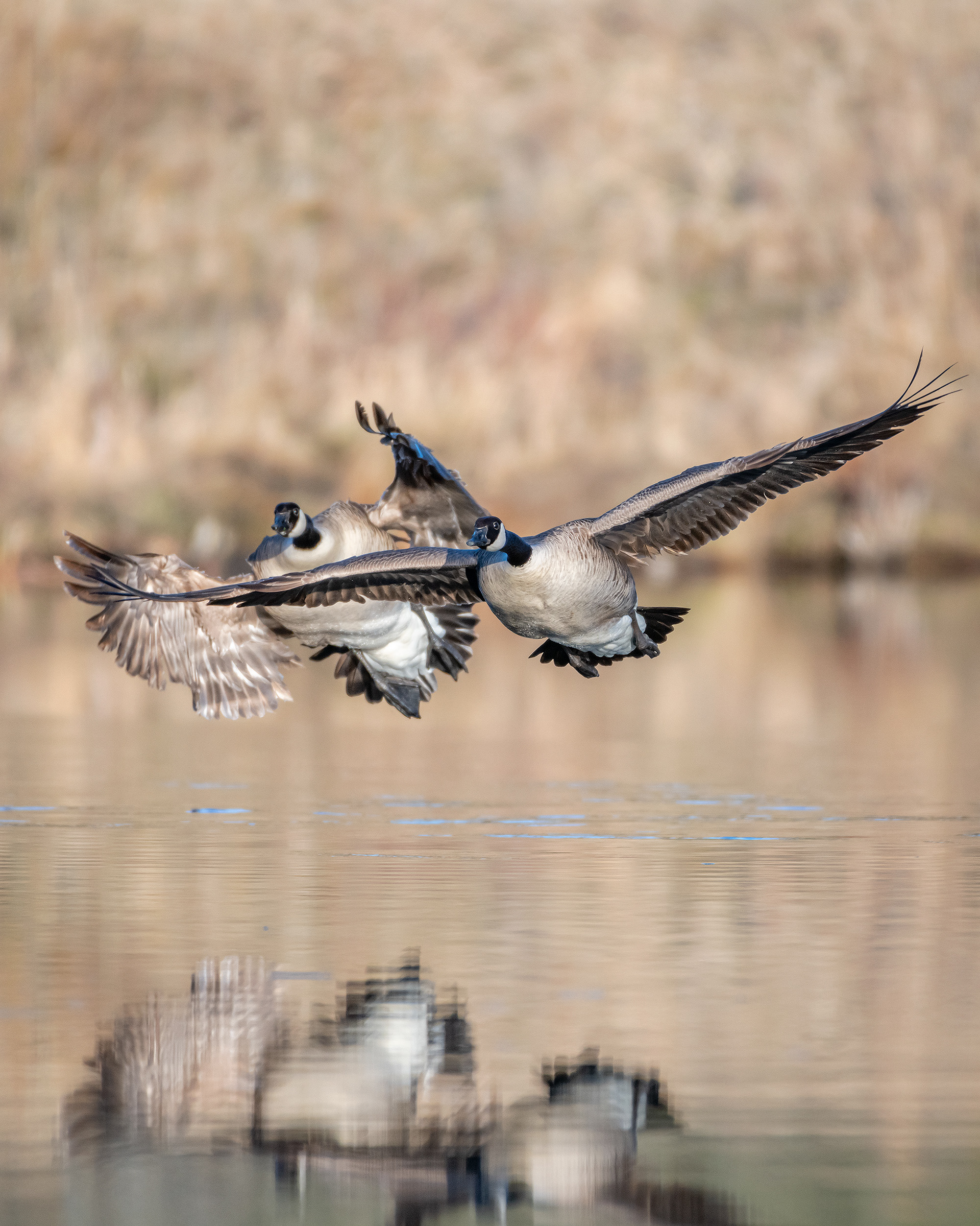 Canada Goose pair (in flight), Marshall Springs, Fish Creek Provincial Park, Calgary, AB