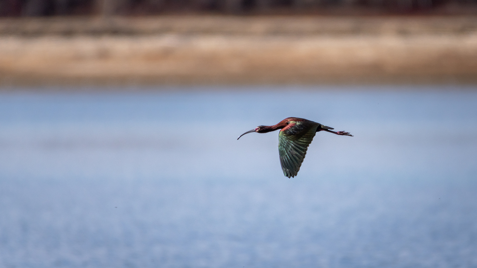 White-faced Ibis (in flight), Glenmore Reservoir, North Glenmore Park, Calgary, AB