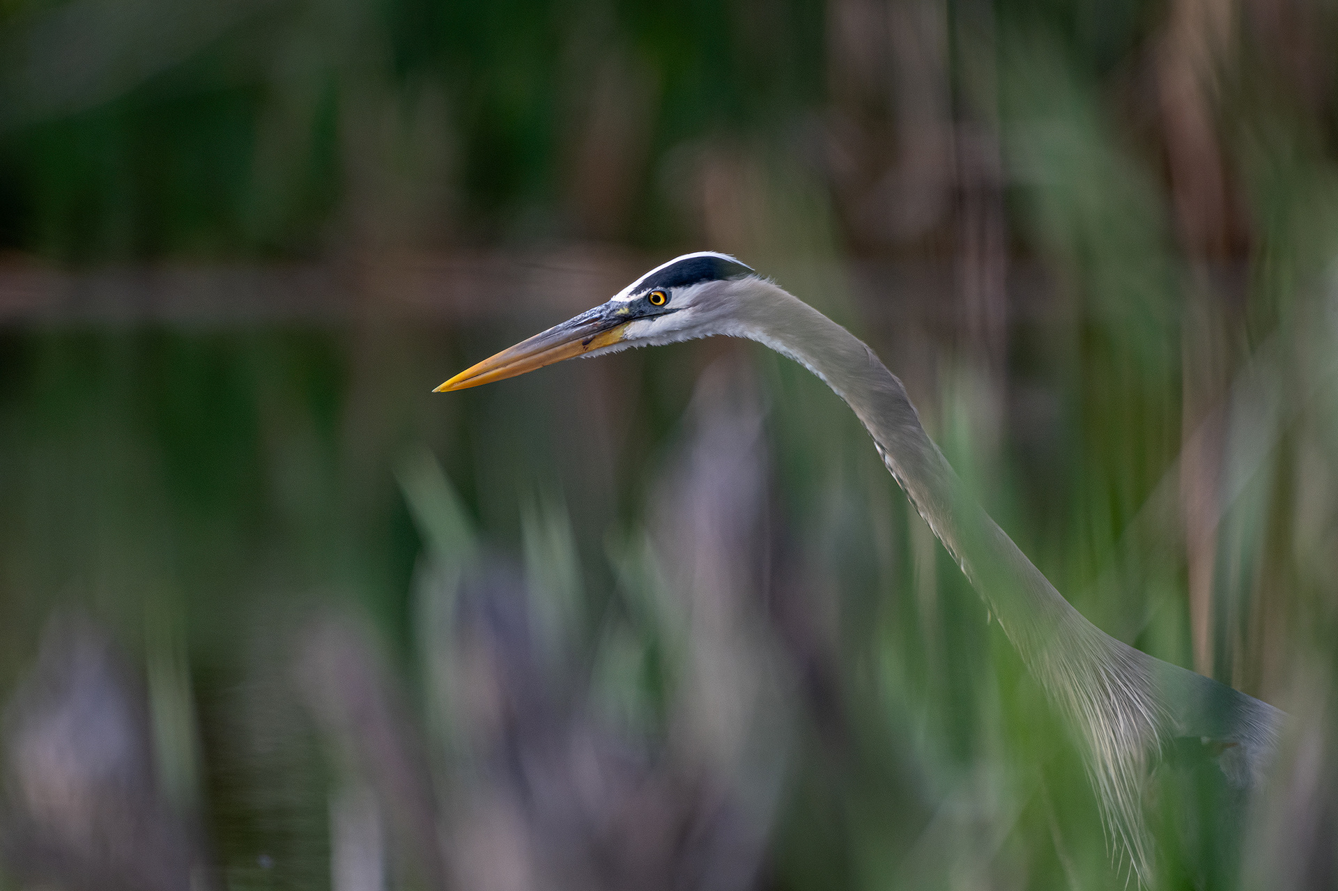 Great Blue Heron close-up, Marshall Springs - Fish Creek Prov. Park, Calgary, AB