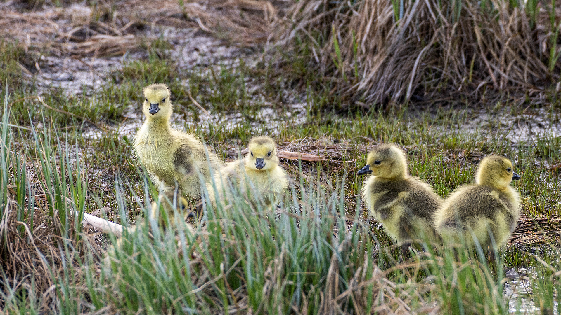 Canada Goose goslings at Bridlewood Wetlands Park, Calgary, Alberta
