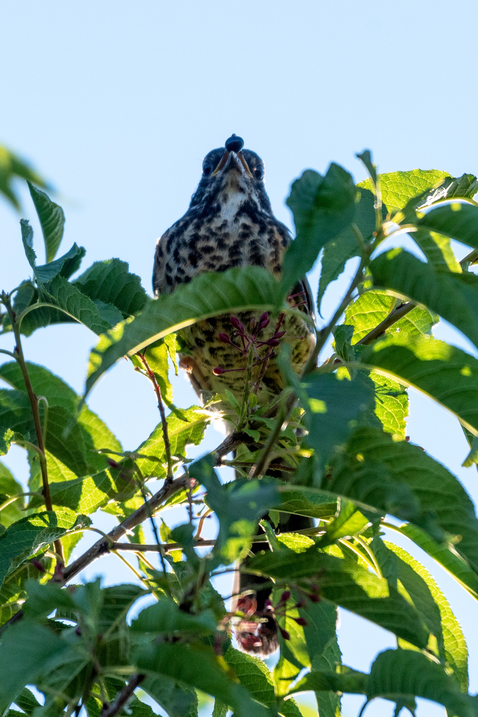 Young American Robin on top of the world with a berry in its bill
