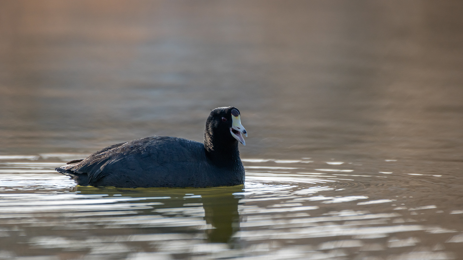 American Coot, Bridlewood Wetlands Park, Calgary, AB