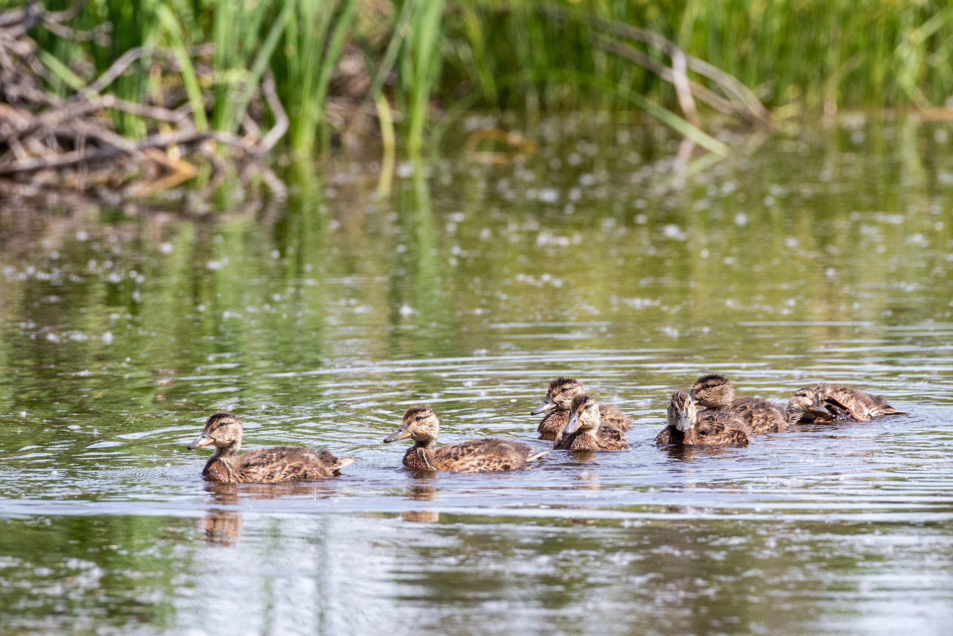 Mallard ducklings, Weaselhead Flats , Elbow River, Calgary, Alberta